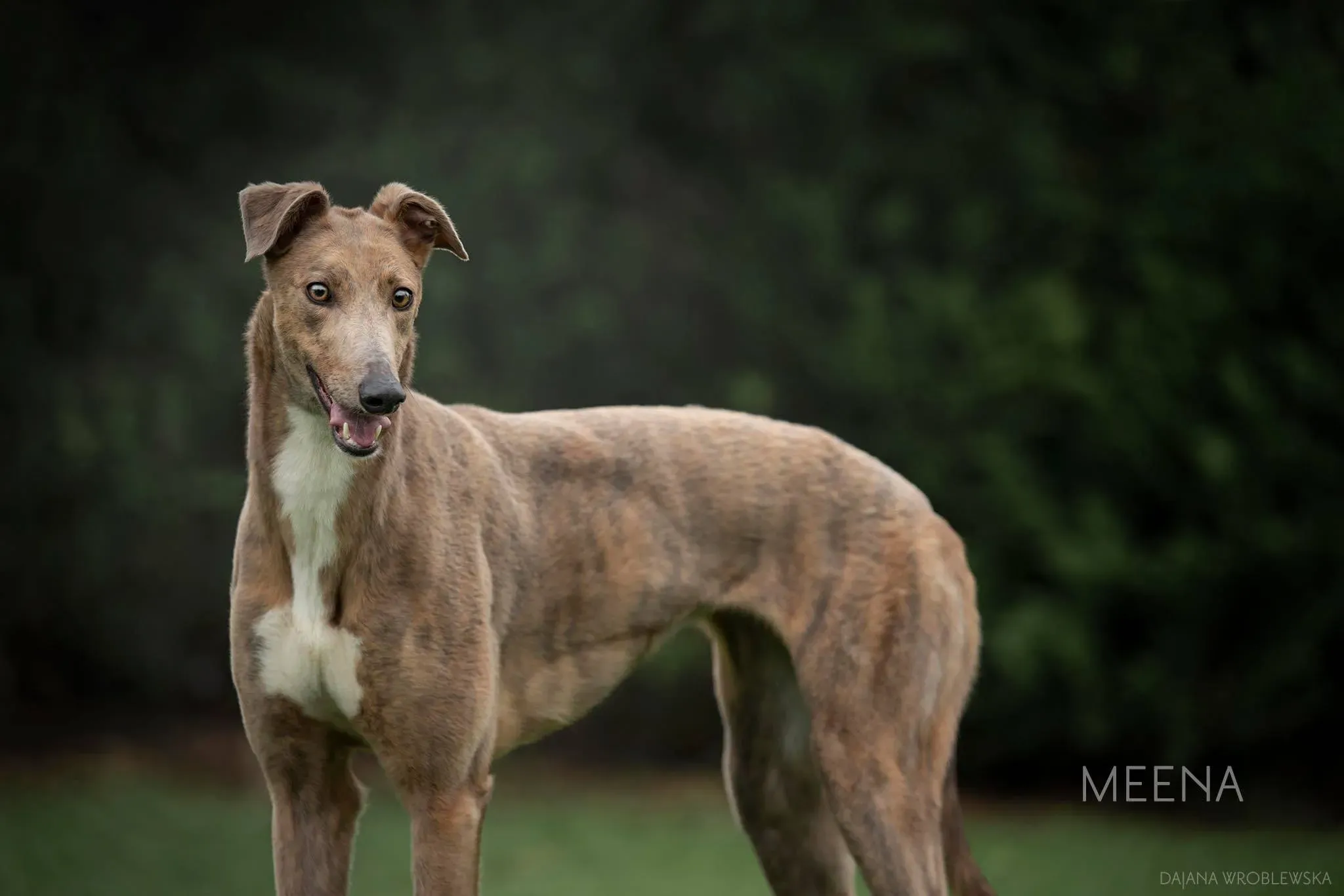 meena adozione levrieri greyhound 1