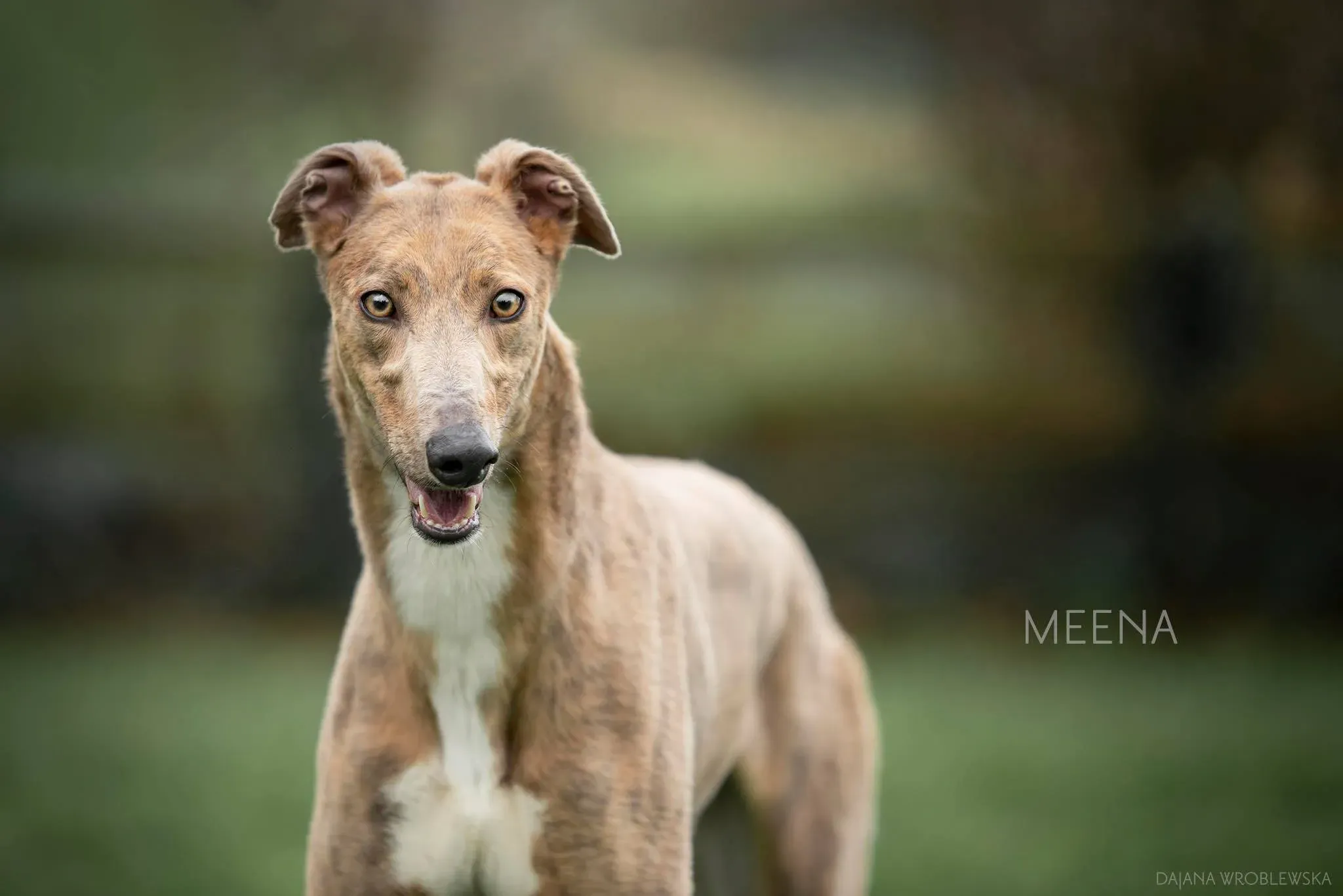 meena adozione levrieri greyhound 3