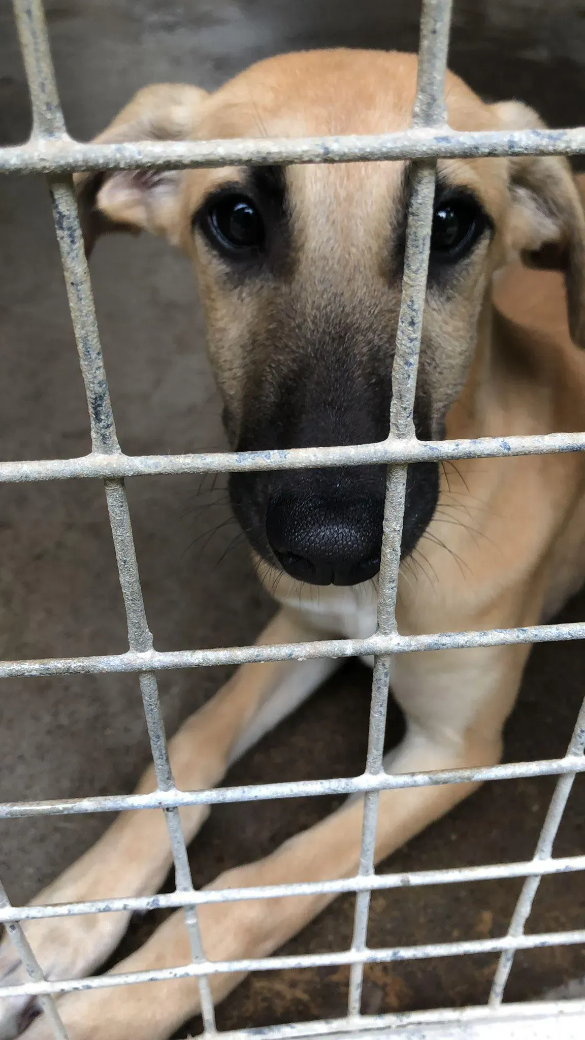 melanie lurcher adozione petlevrieri 1