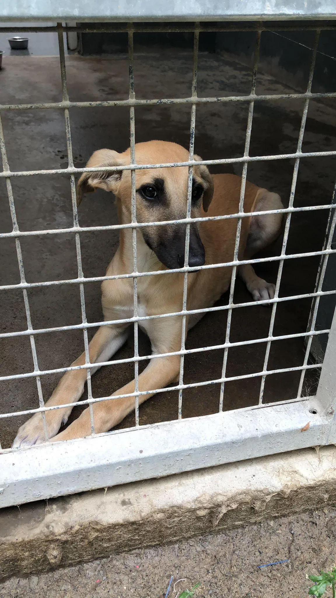 melanie lurcher adozione petlevrieri 2