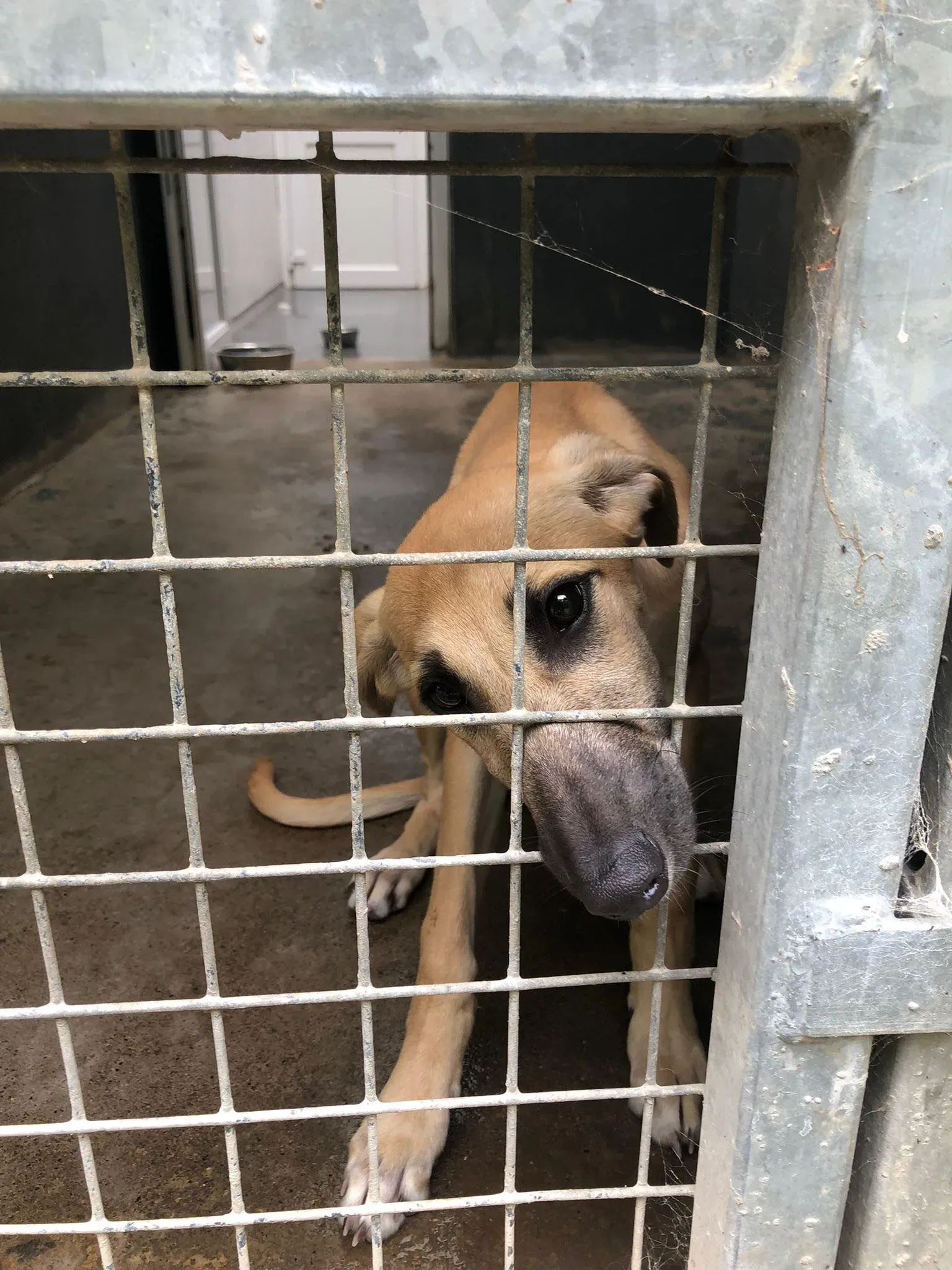 melanie lurcher adozione petlevrieri 3