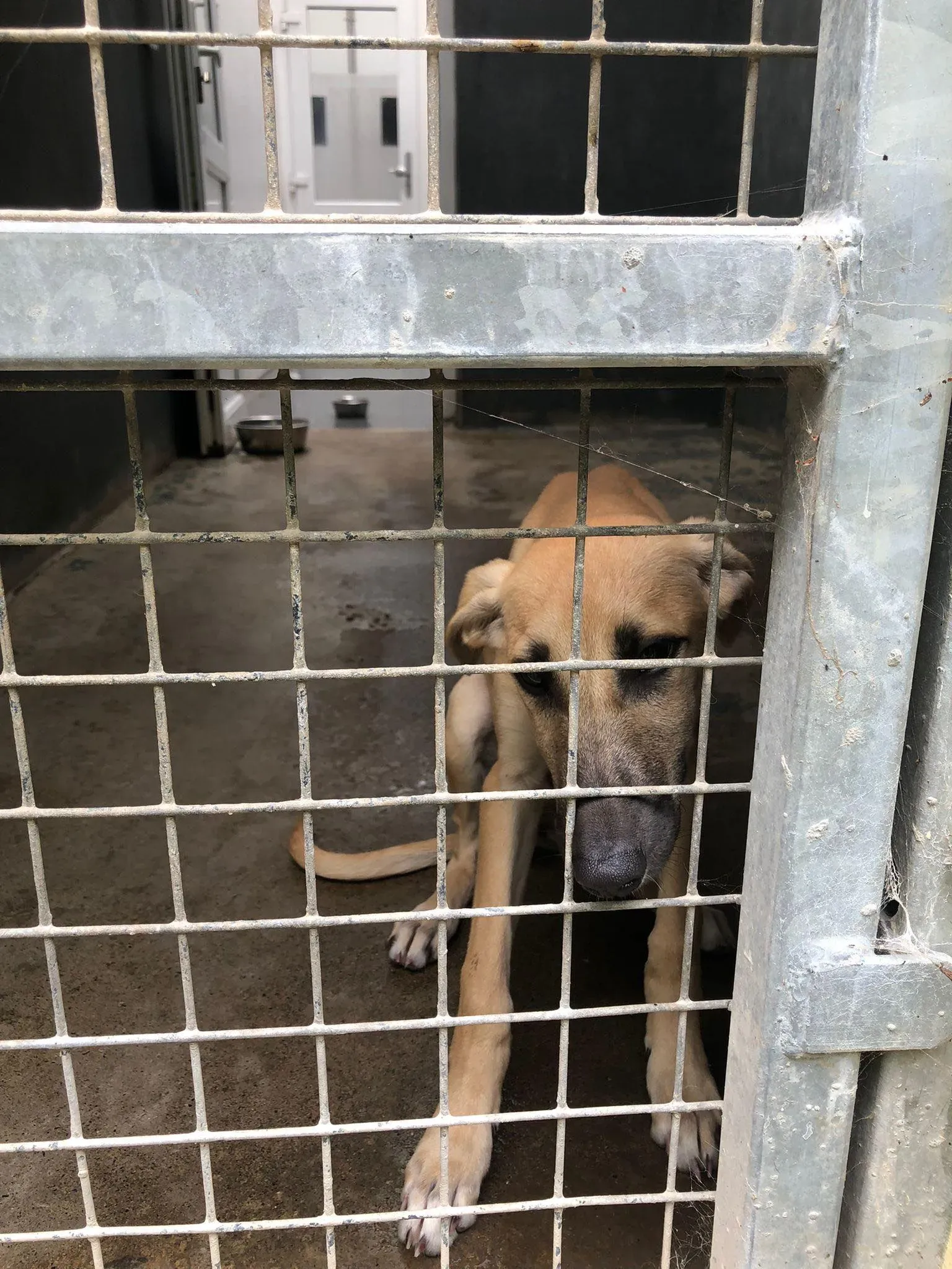 melanie lurcher adozione petlevrieri 4