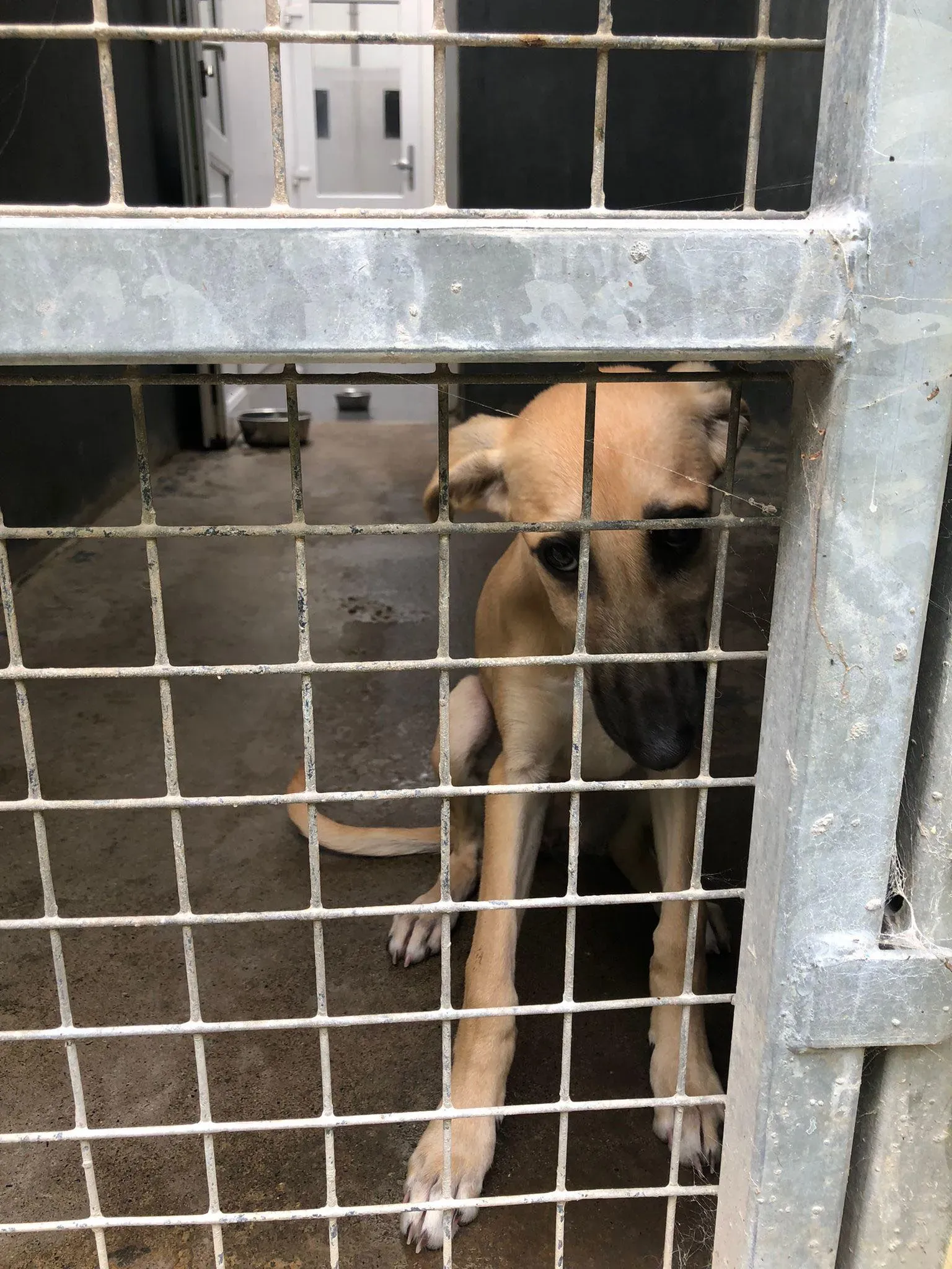 melanie lurcher adozione petlevrieri 5