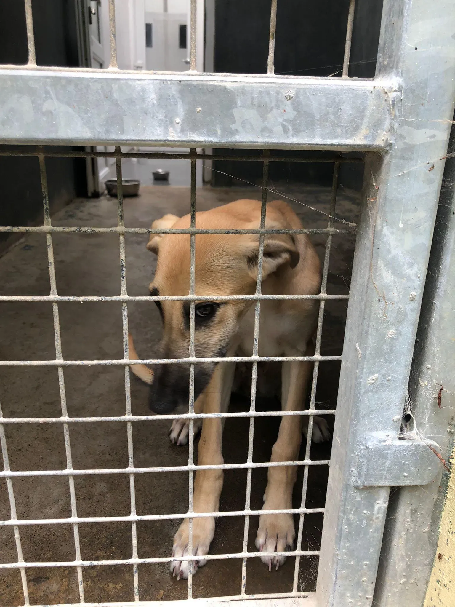 melanie lurcher adozione petlevrieri 6