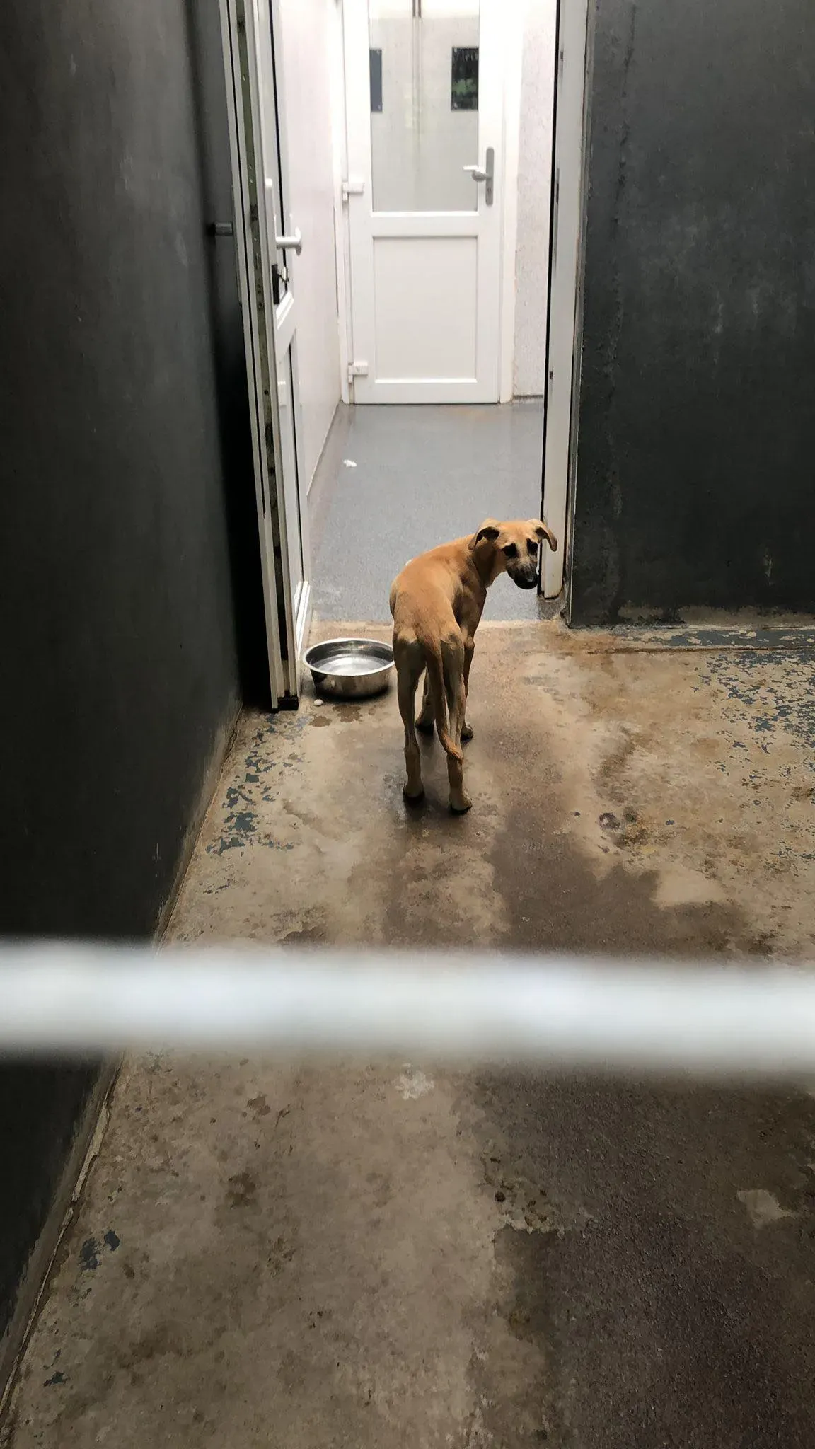 melanie lurcher adozione petlevrieri 7