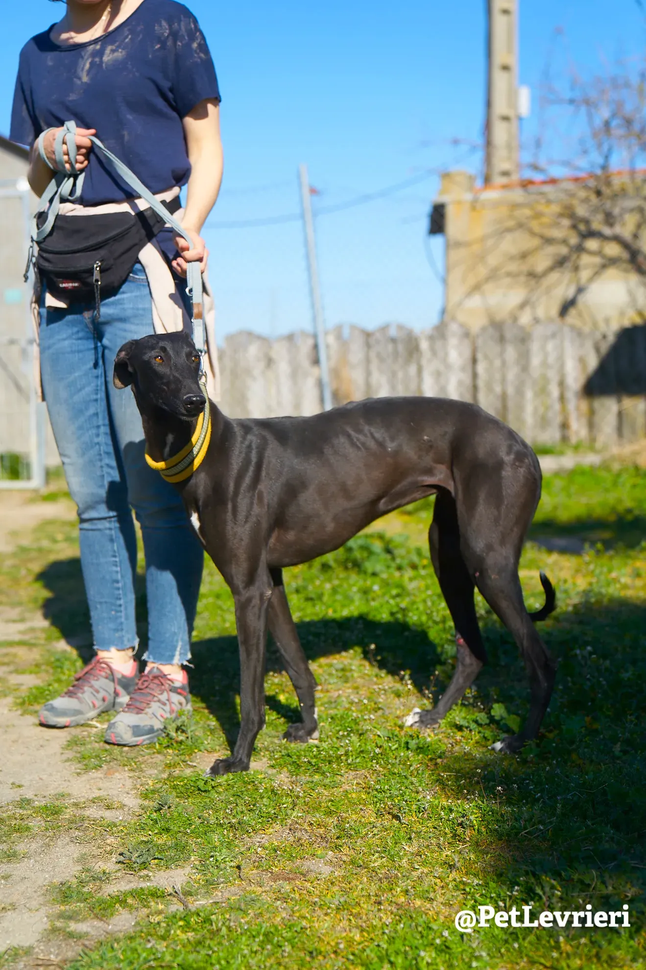 melanita adozione galgo 1
