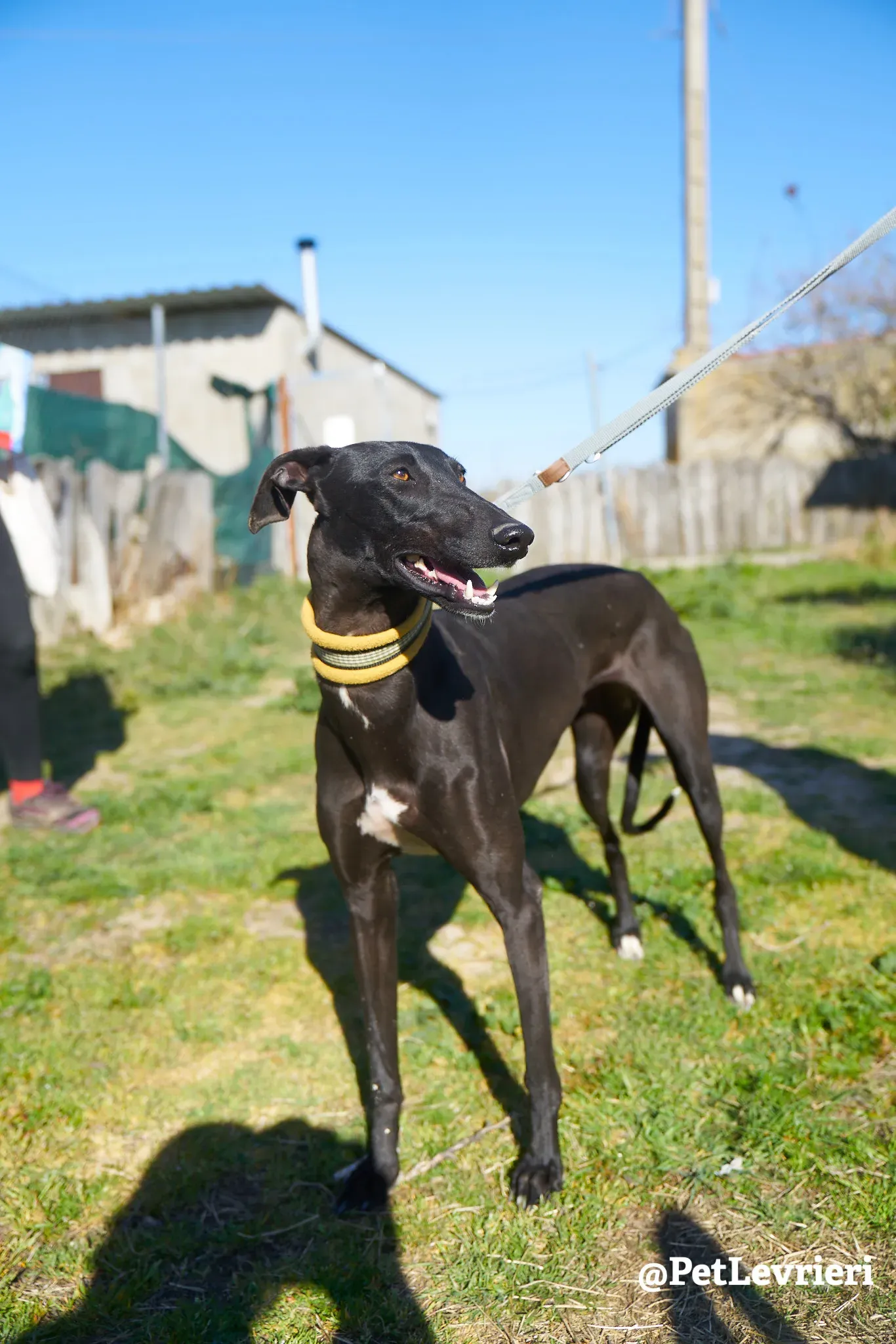 melanita adozione galgo 11