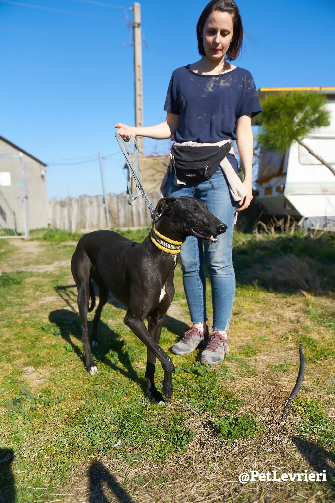 melanita adozione galgo 12