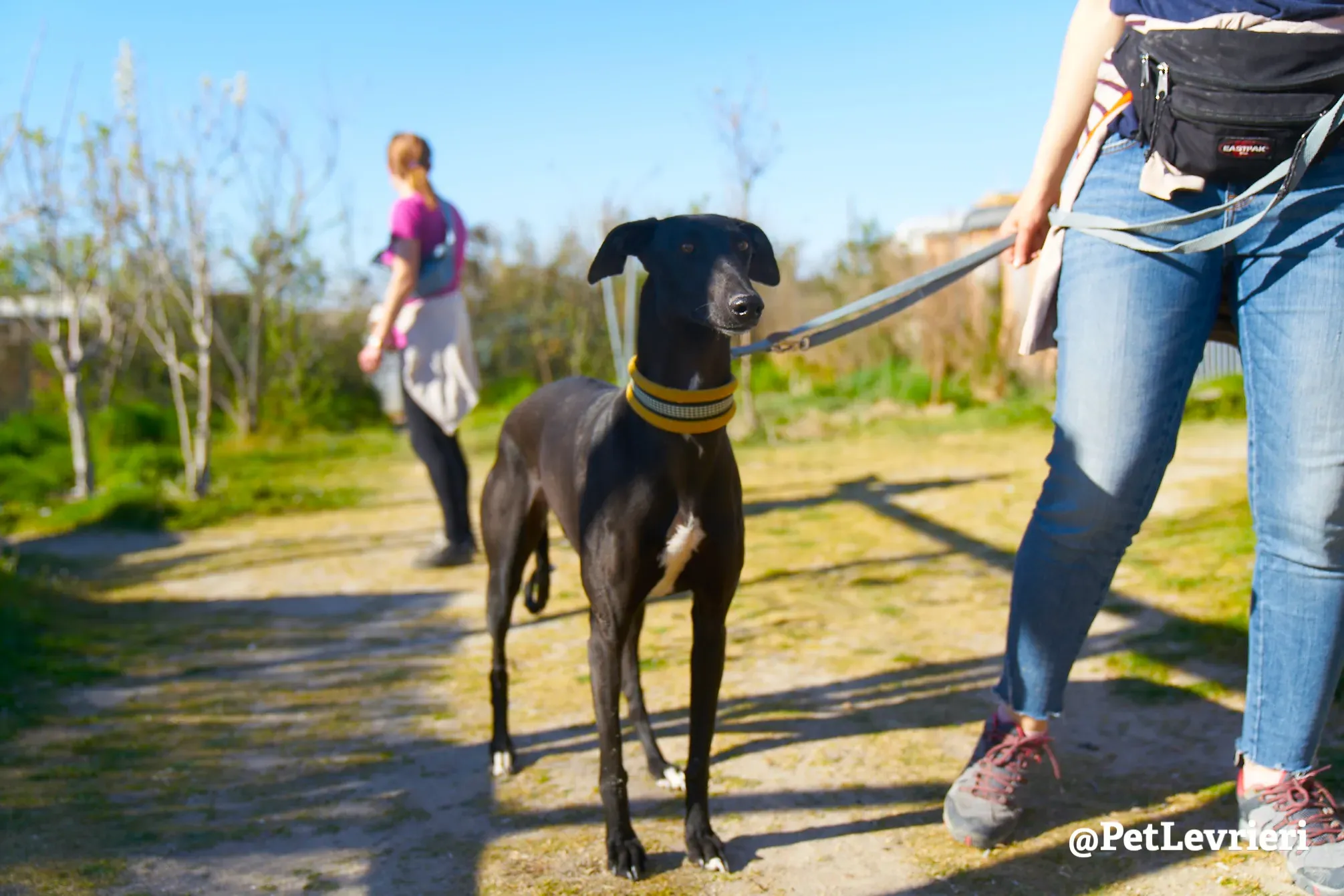 melanita adozione galgo 13
