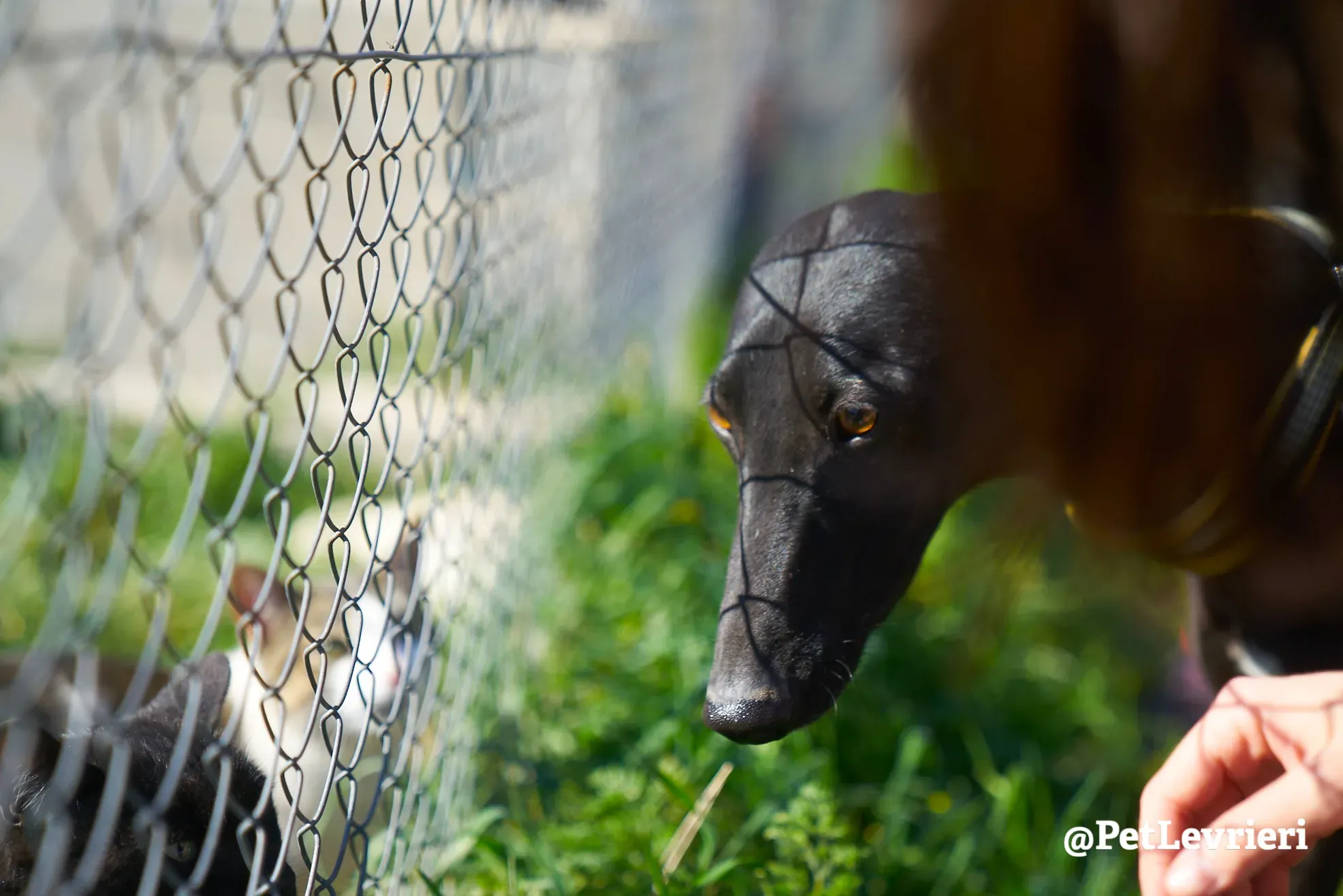 melanita adozione galgo 14