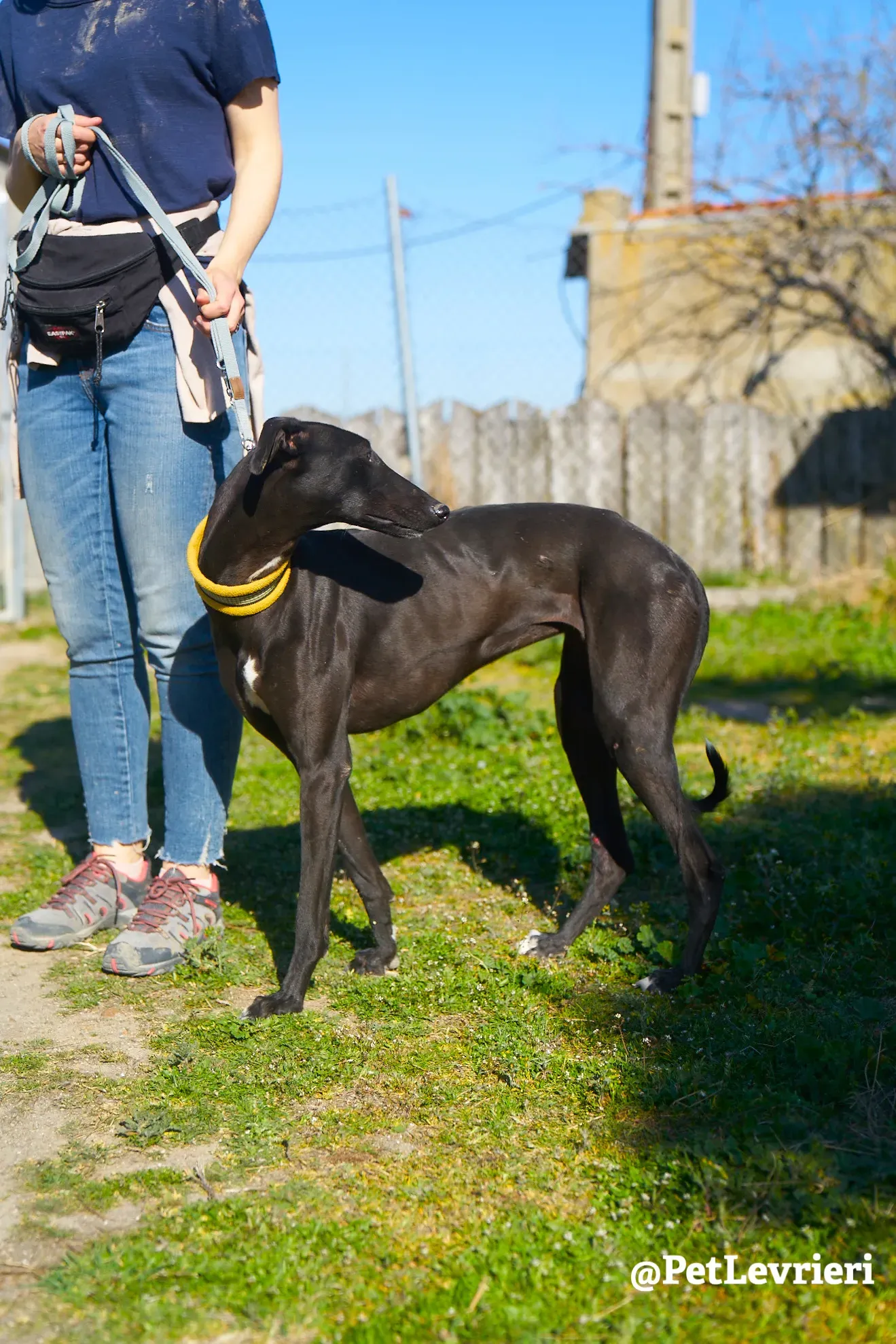 melanita adozione galgo 2