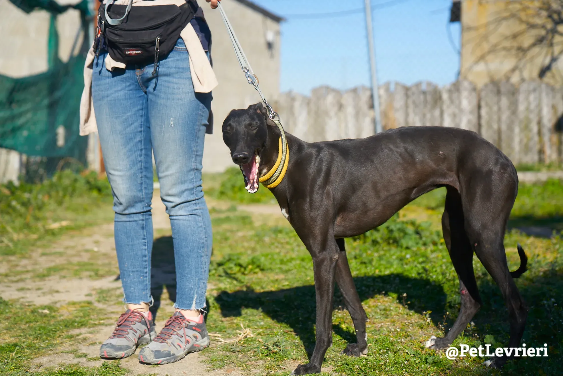melanita adozione galgo 3