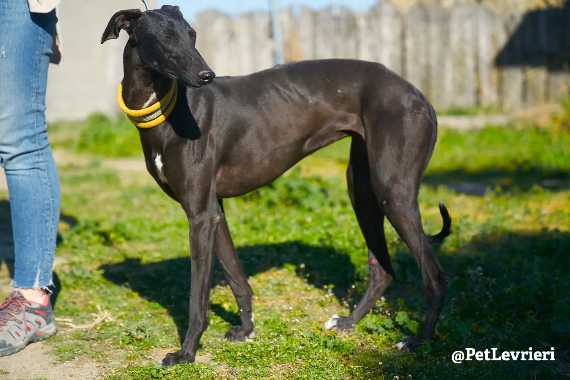 melanita adozione galgo 4