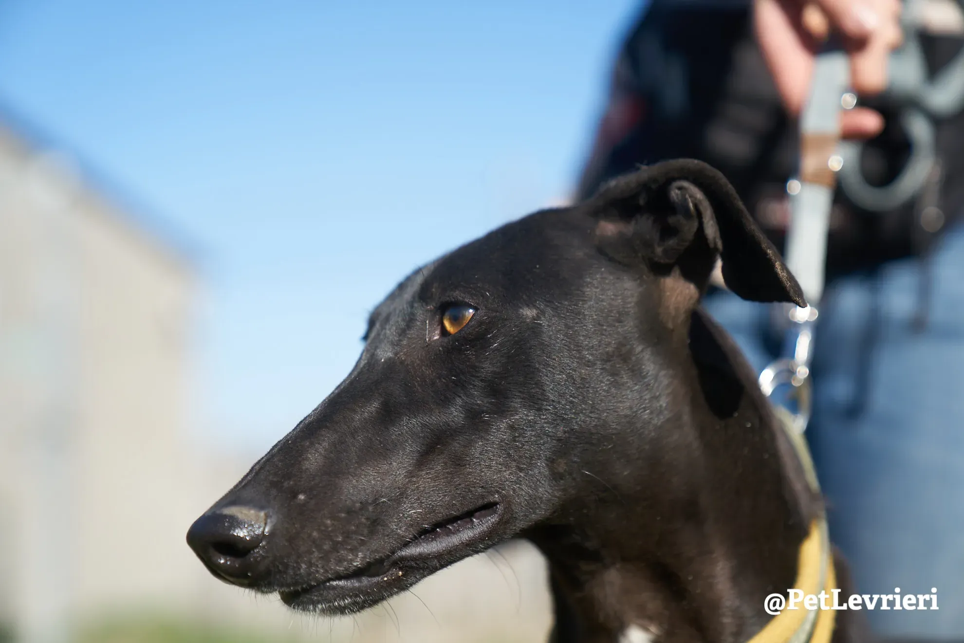 melanita adozione galgo 5