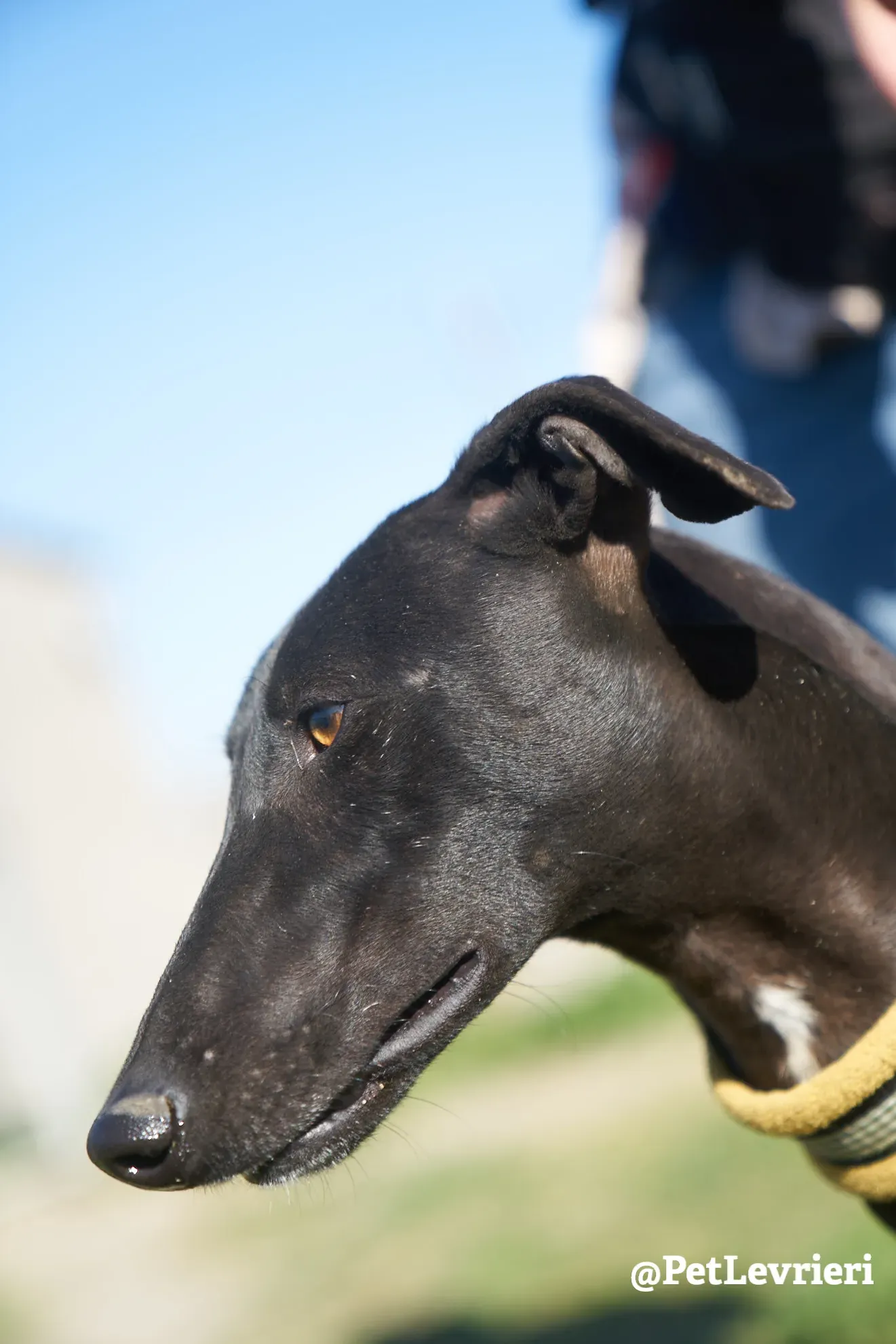 melanita adozione galgo 6