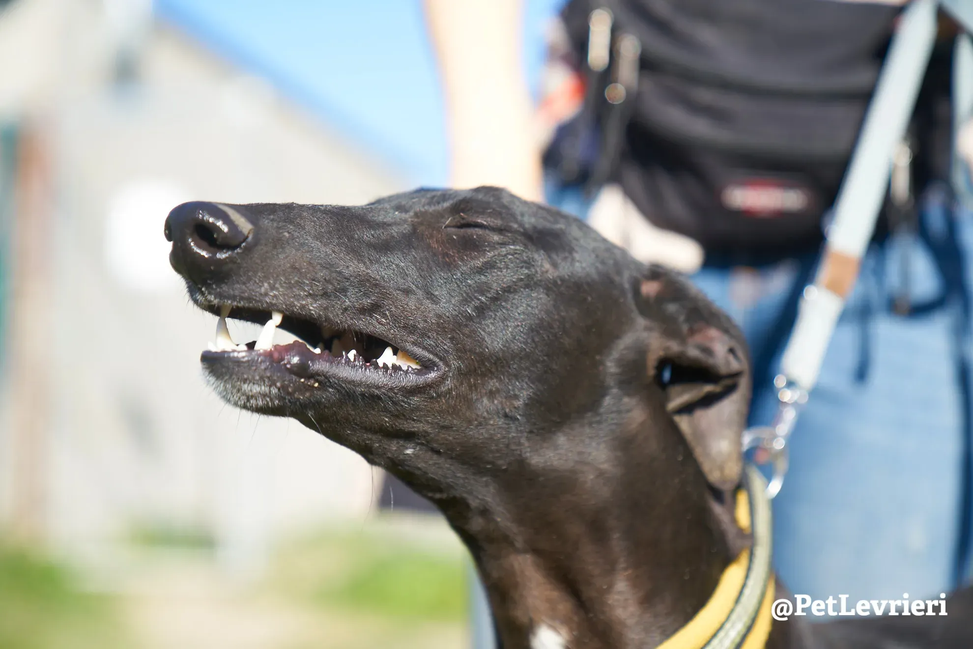 melanita adozione galgo 8