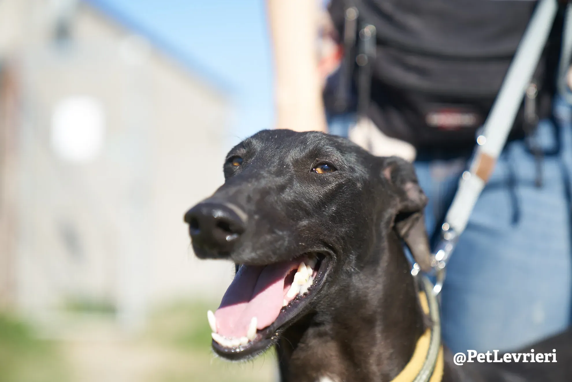 melanita adozione galgo 9