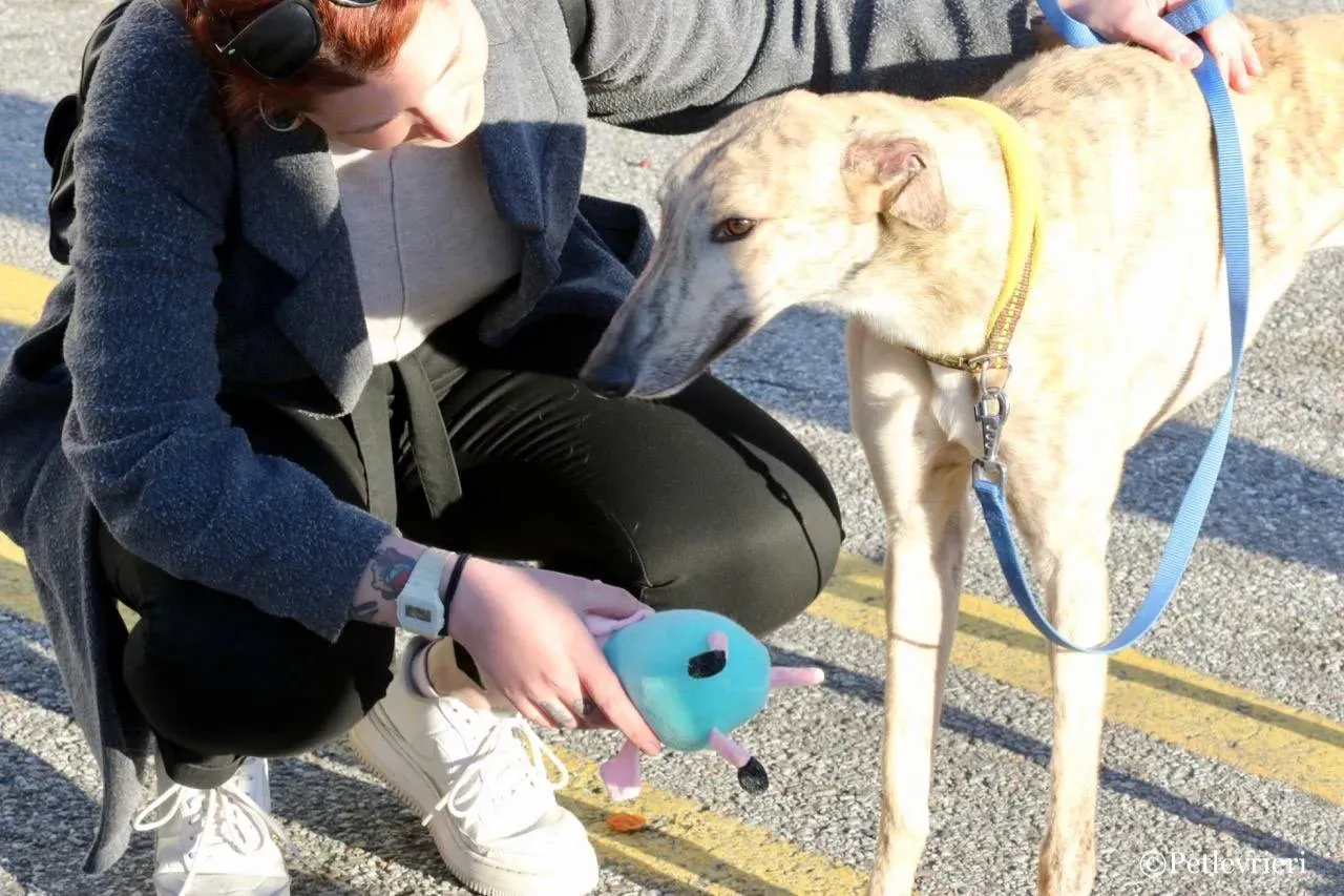mellow adozione greyhound macao 1 1