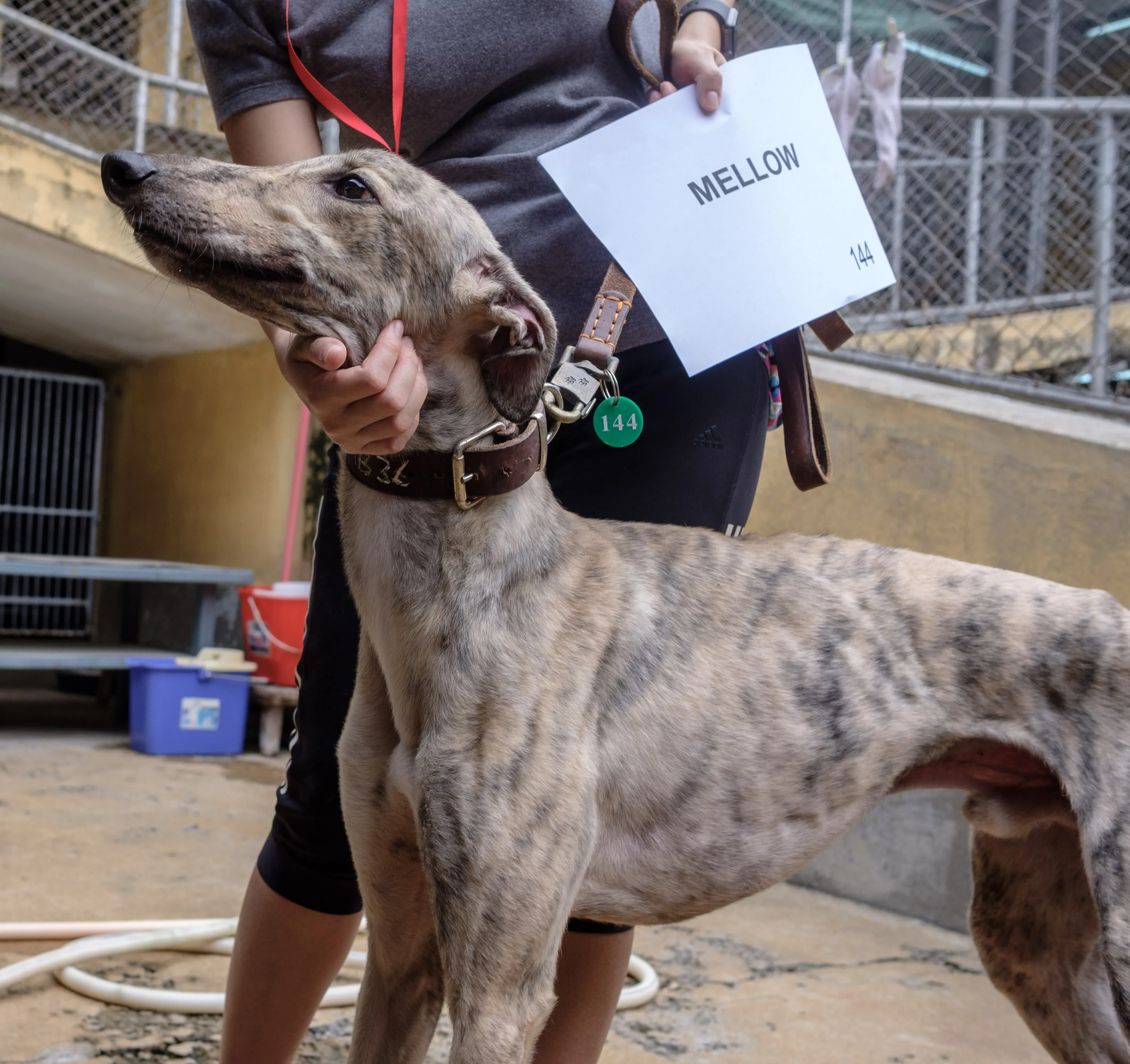 mellow adozione greyhound macao 1