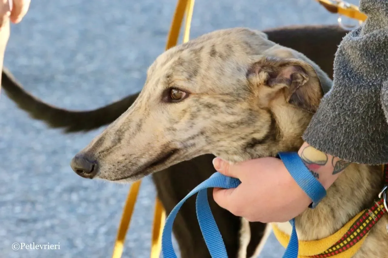 mellow adozione greyhound macao 10 1