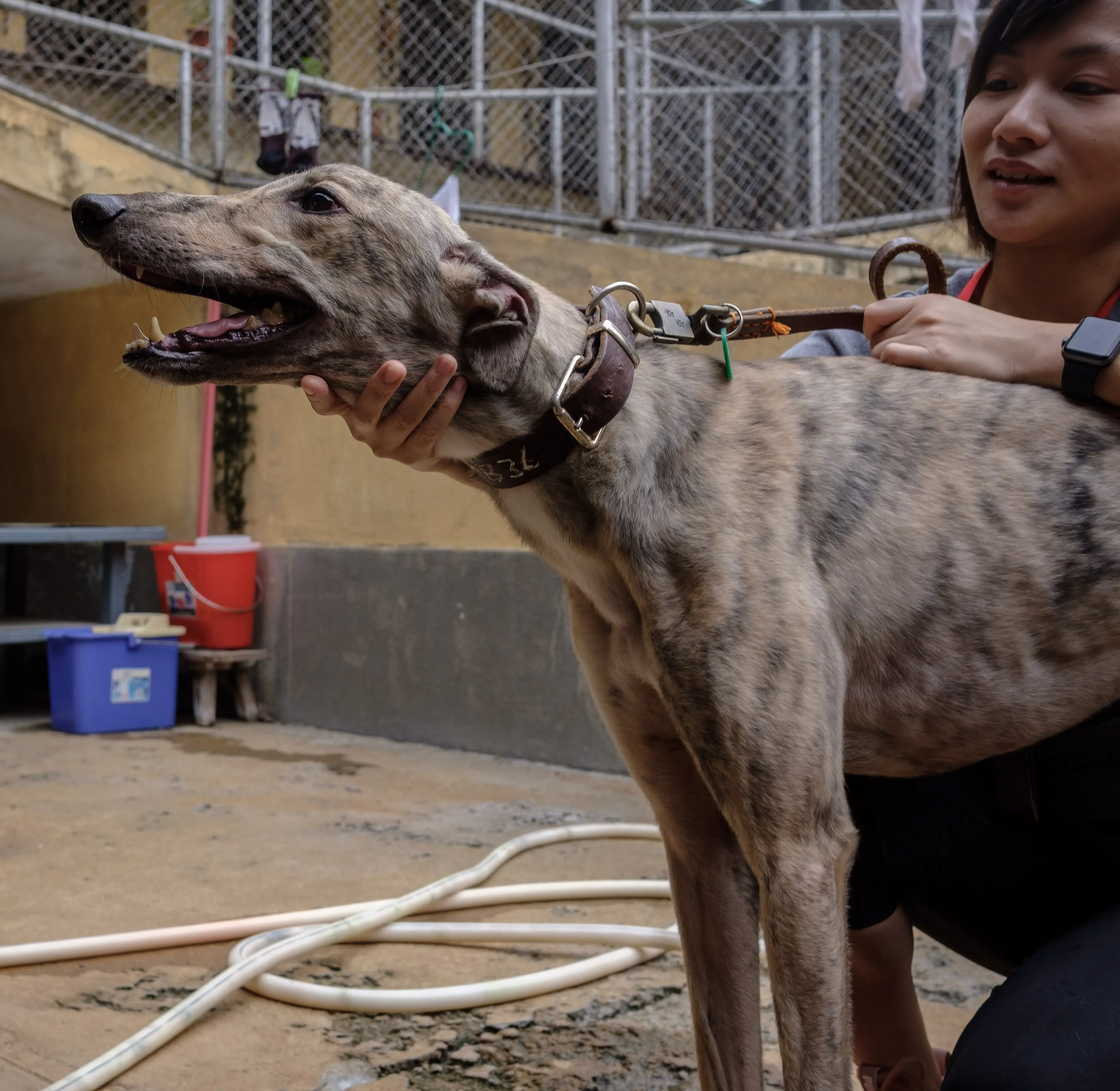 mellow adozione greyhound macao 10