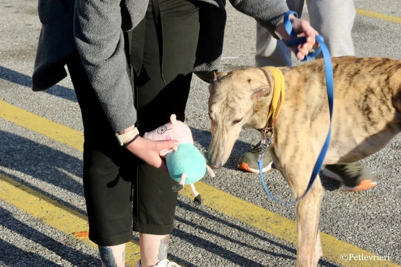 mellow adozione greyhound macao 11 1