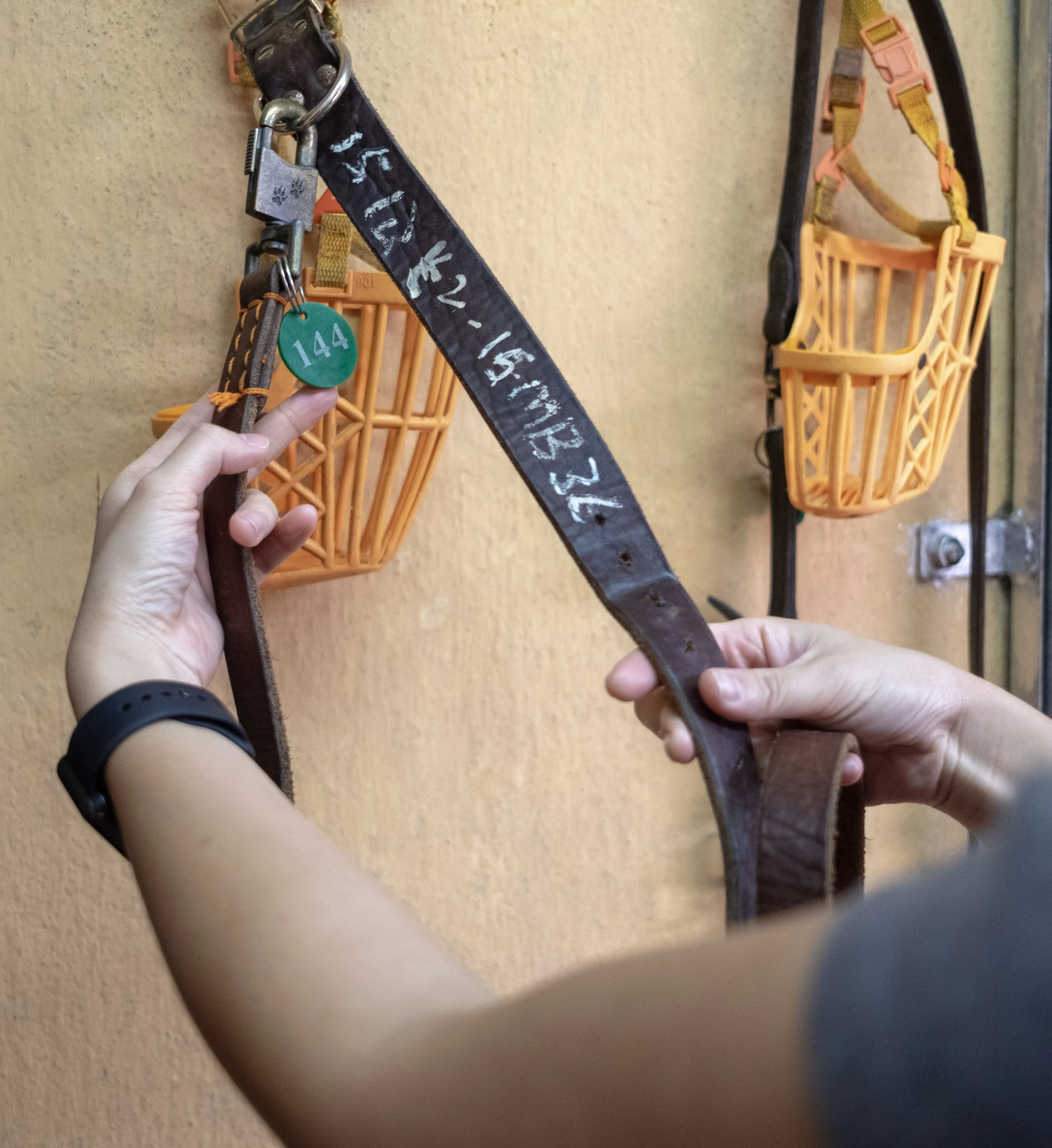 mellow adozione greyhound macao 11