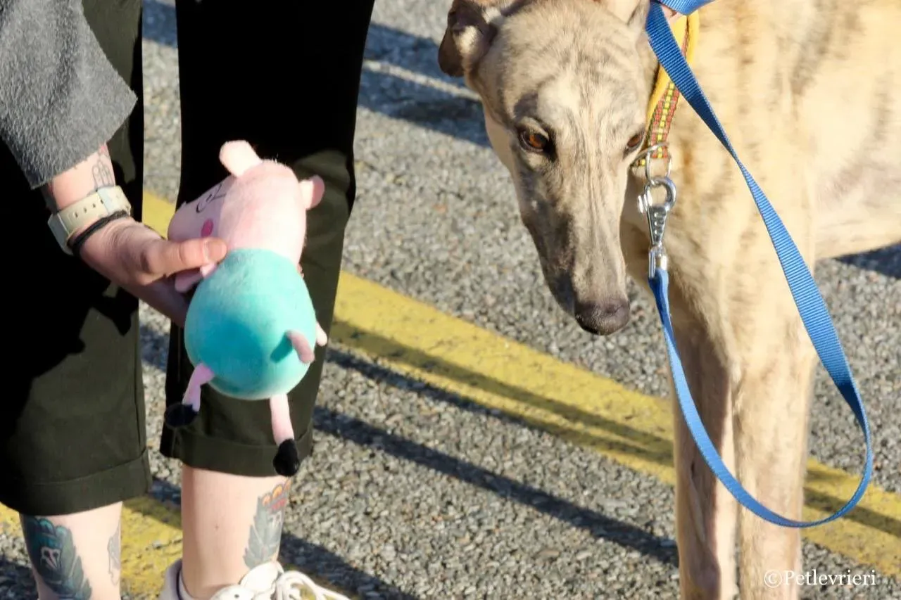 mellow adozione greyhound macao 12