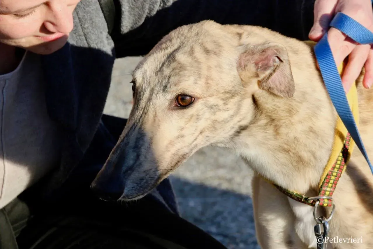 mellow adozione greyhound macao 13