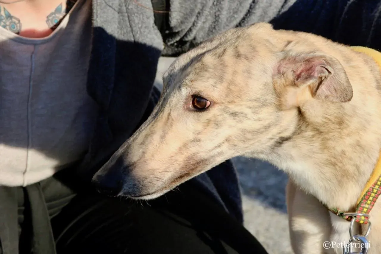 mellow adozione greyhound macao 14