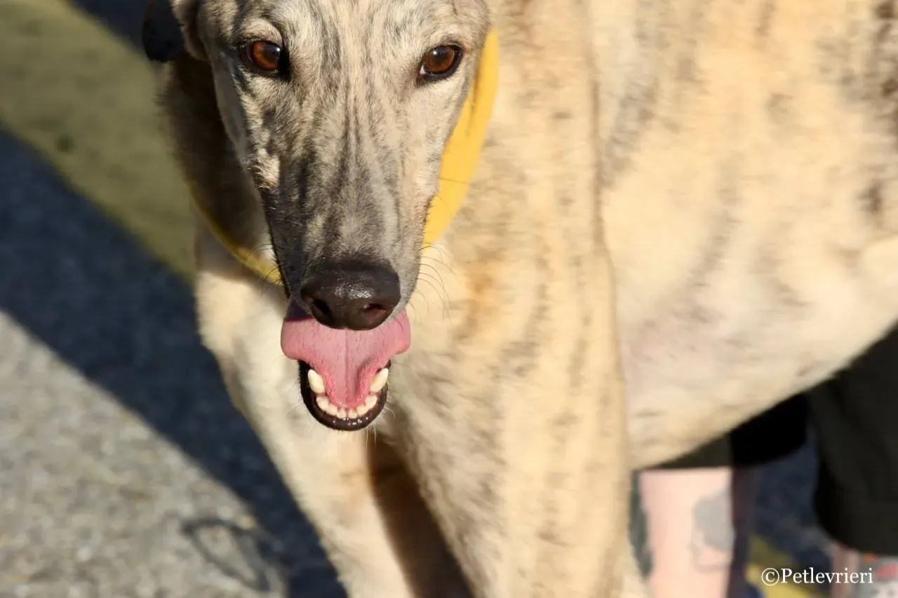 mellow adozione greyhound macao 15
