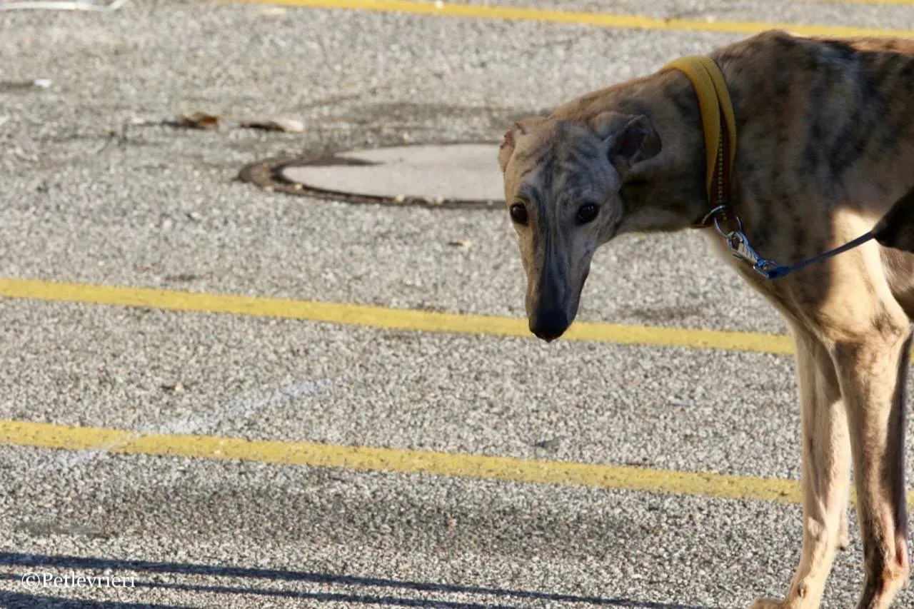 mellow adozione greyhound macao 16