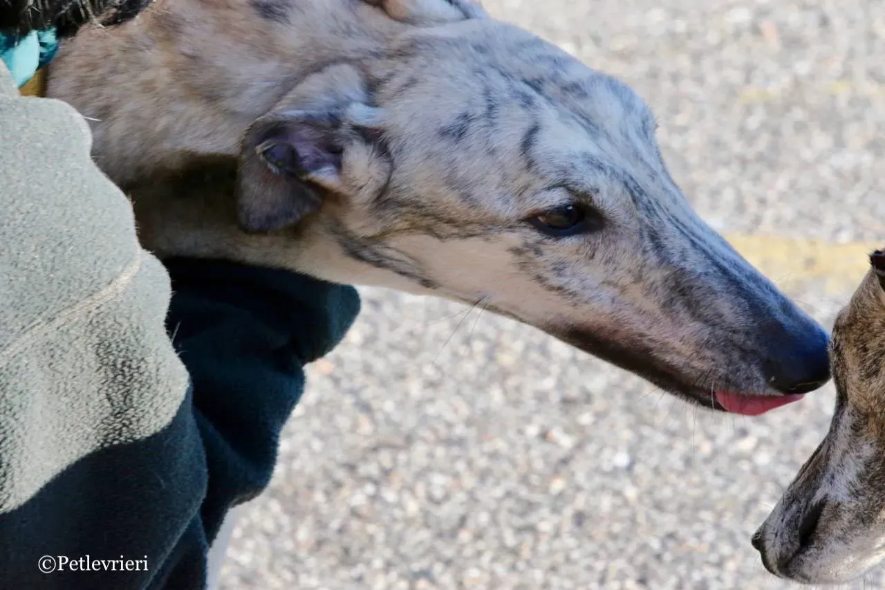 mellow adozione greyhound macao 17