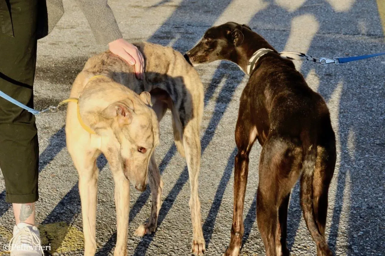 mellow adozione greyhound macao 18