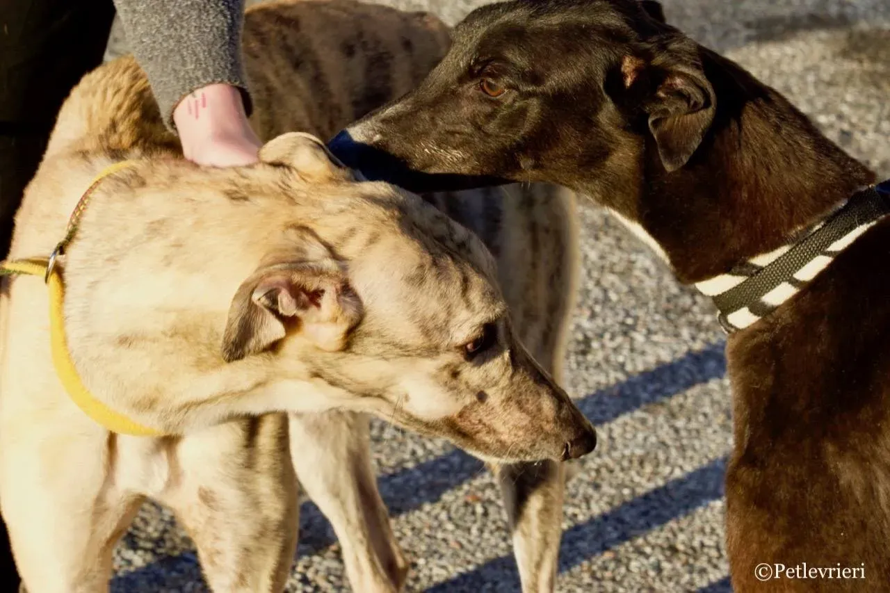 mellow adozione greyhound macao 19