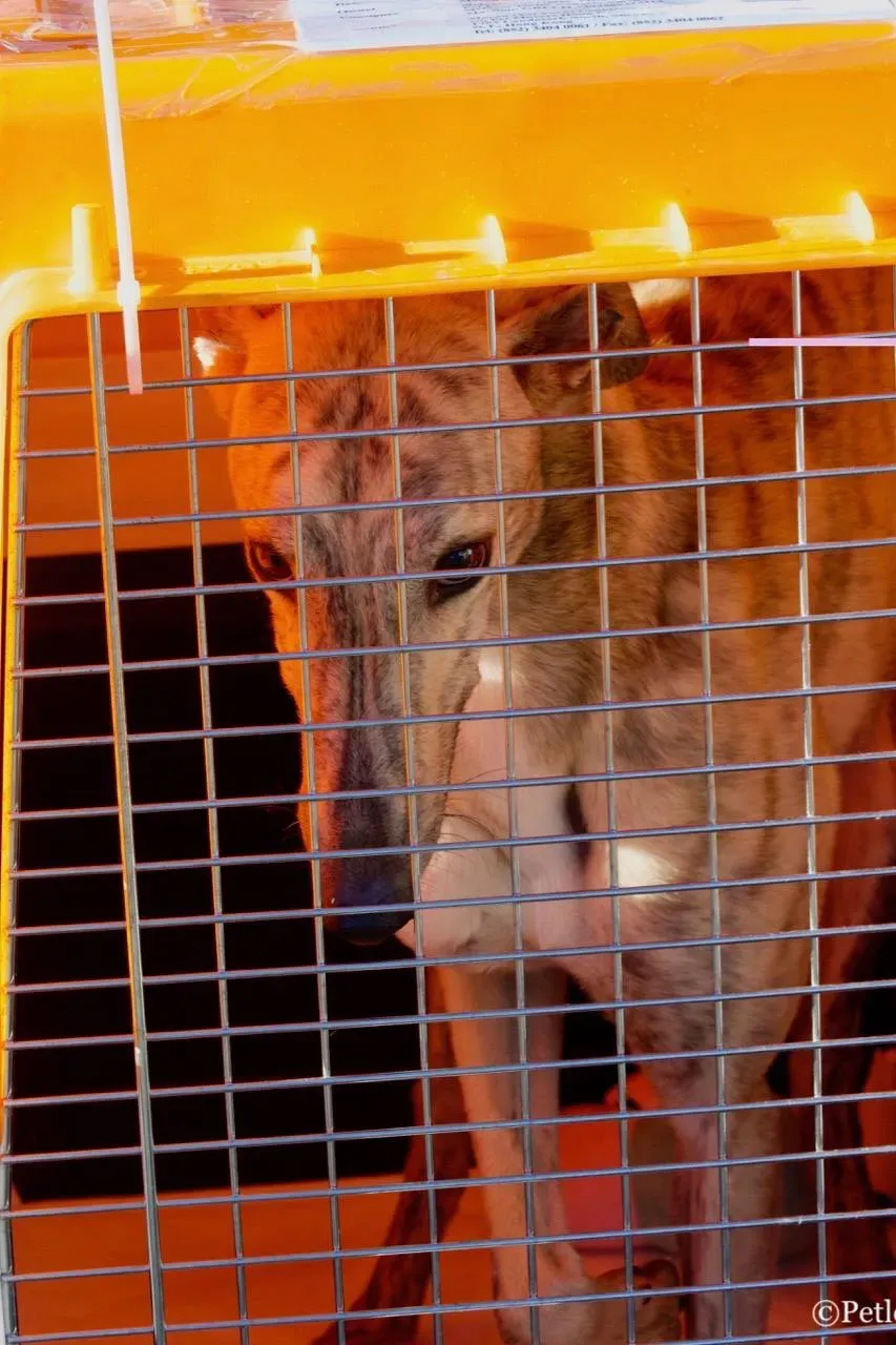 mellow adozione greyhound macao 2 1