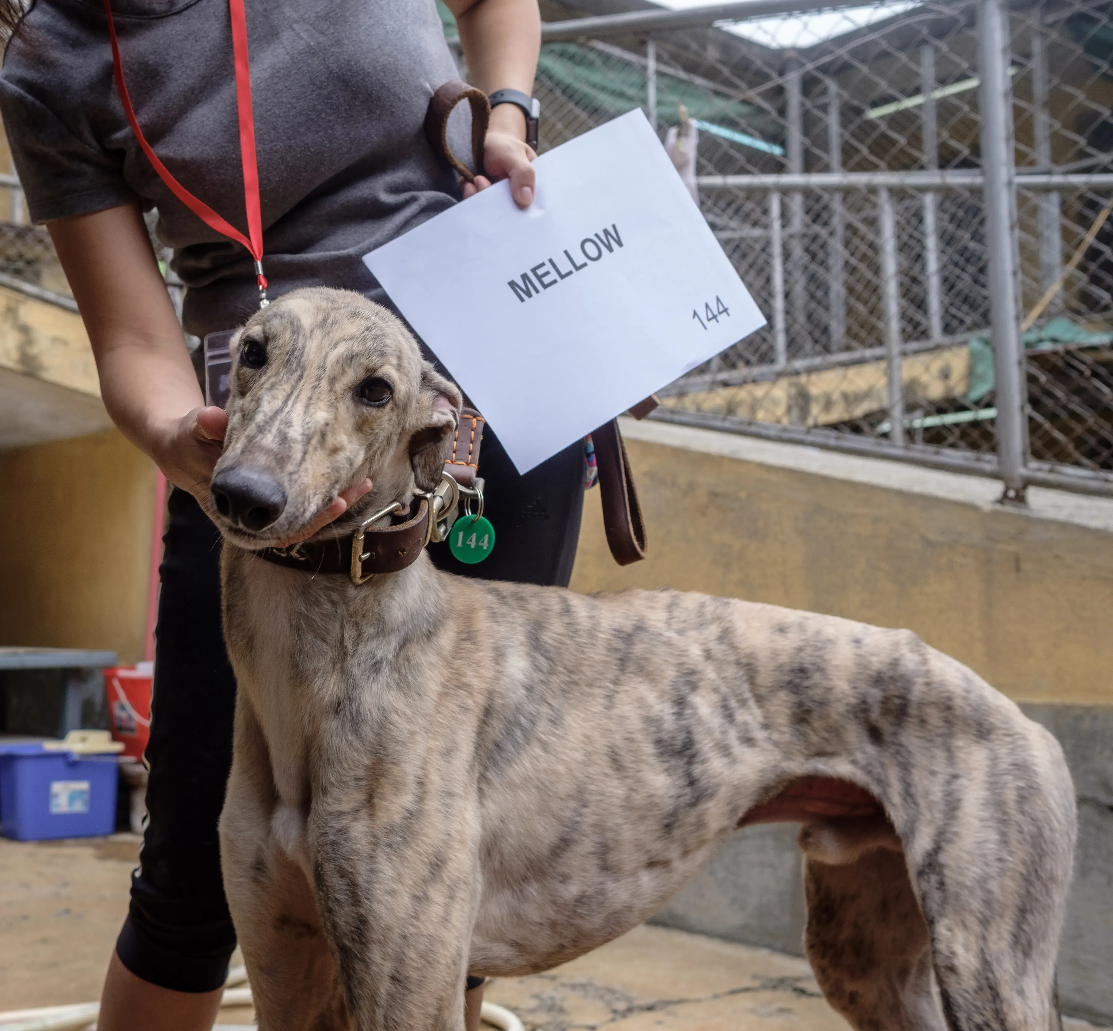 mellow adozione greyhound macao 2