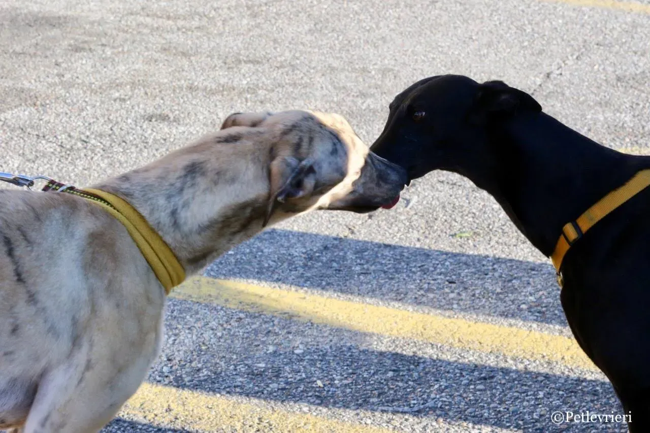 mellow adozione greyhound macao 3 1