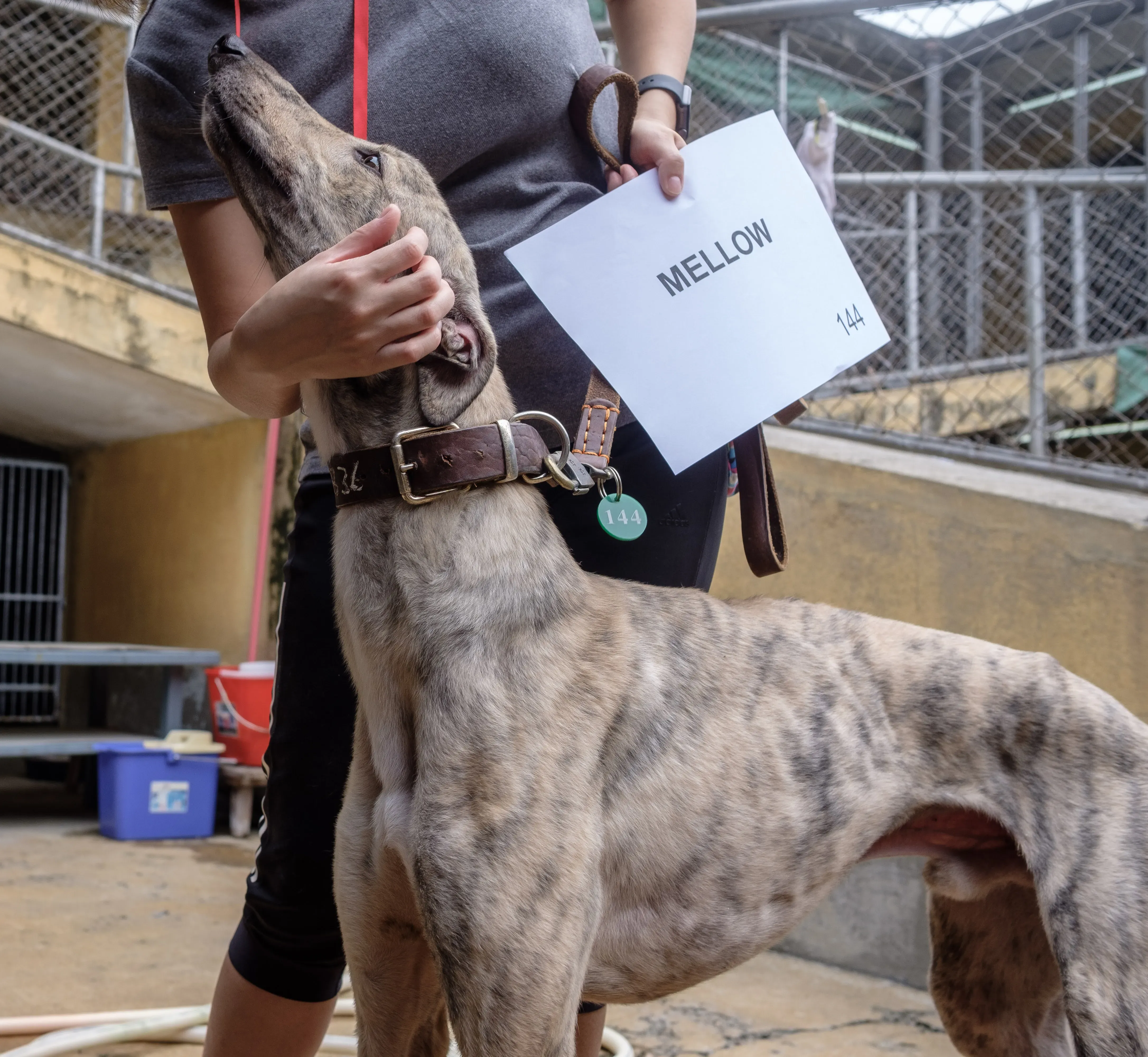 mellow adozione greyhound macao 3