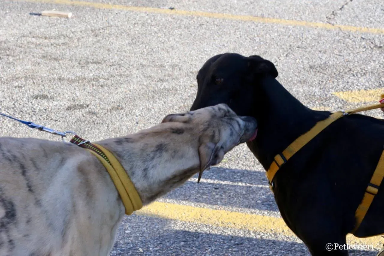 mellow adozione greyhound macao 4 1