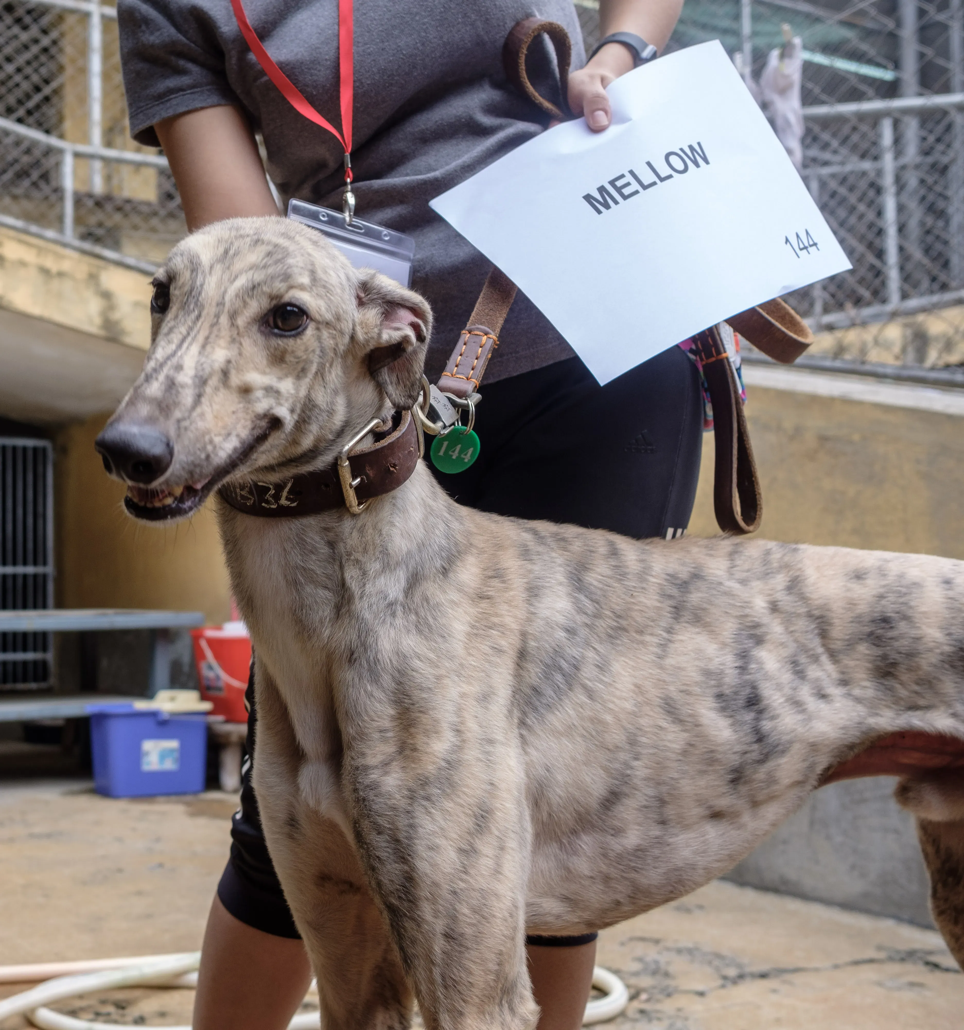 mellow adozione greyhound macao 4