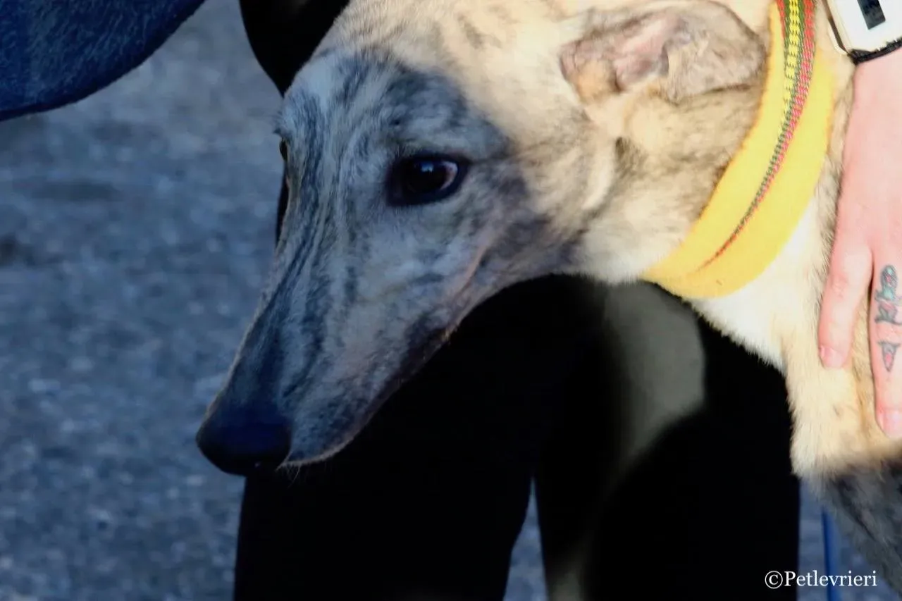 mellow adozione greyhound macao 5 1