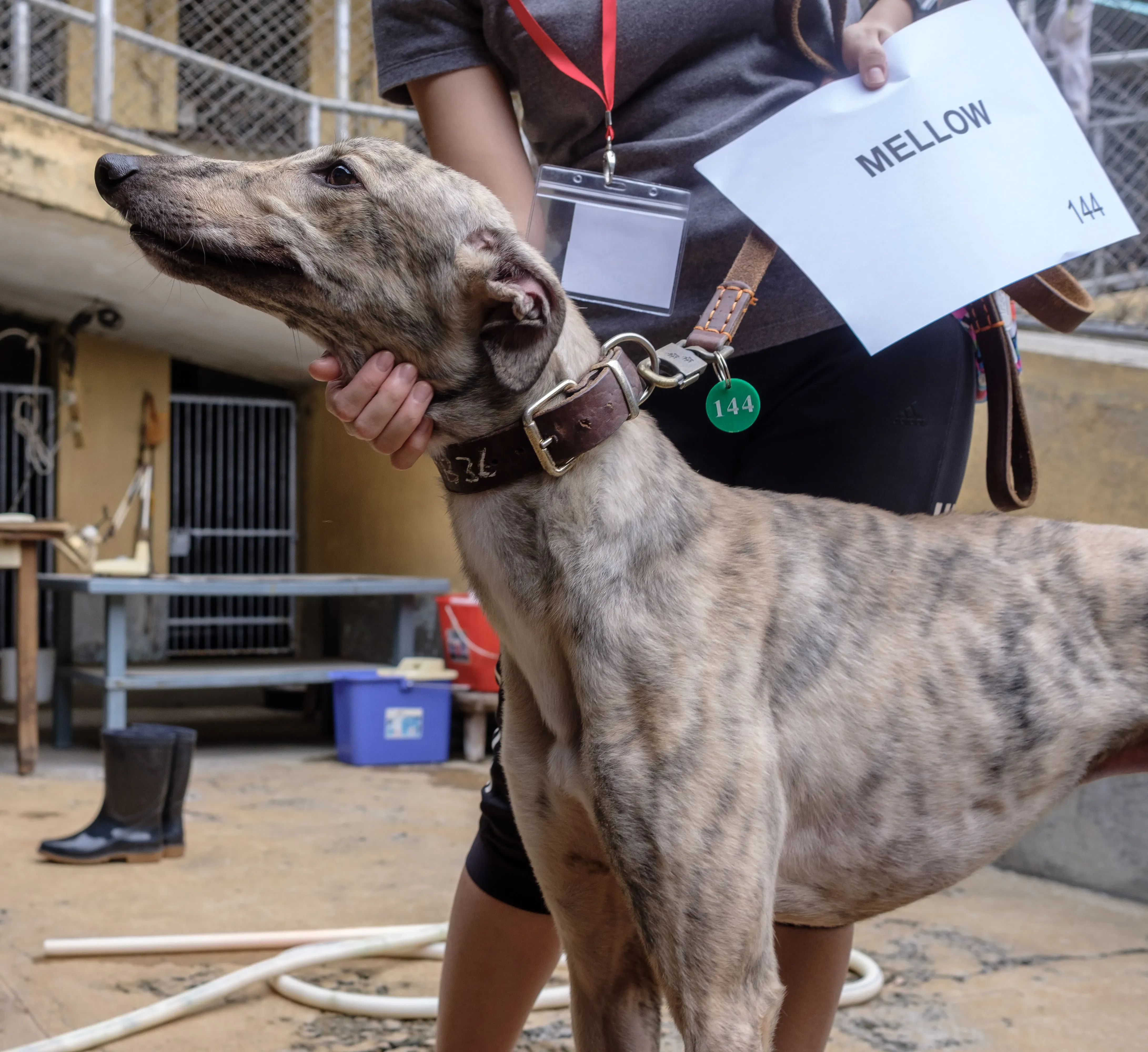 mellow adozione greyhound macao 5