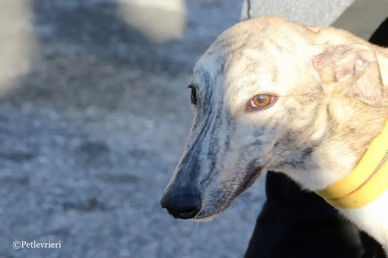 mellow adozione greyhound macao 6 1