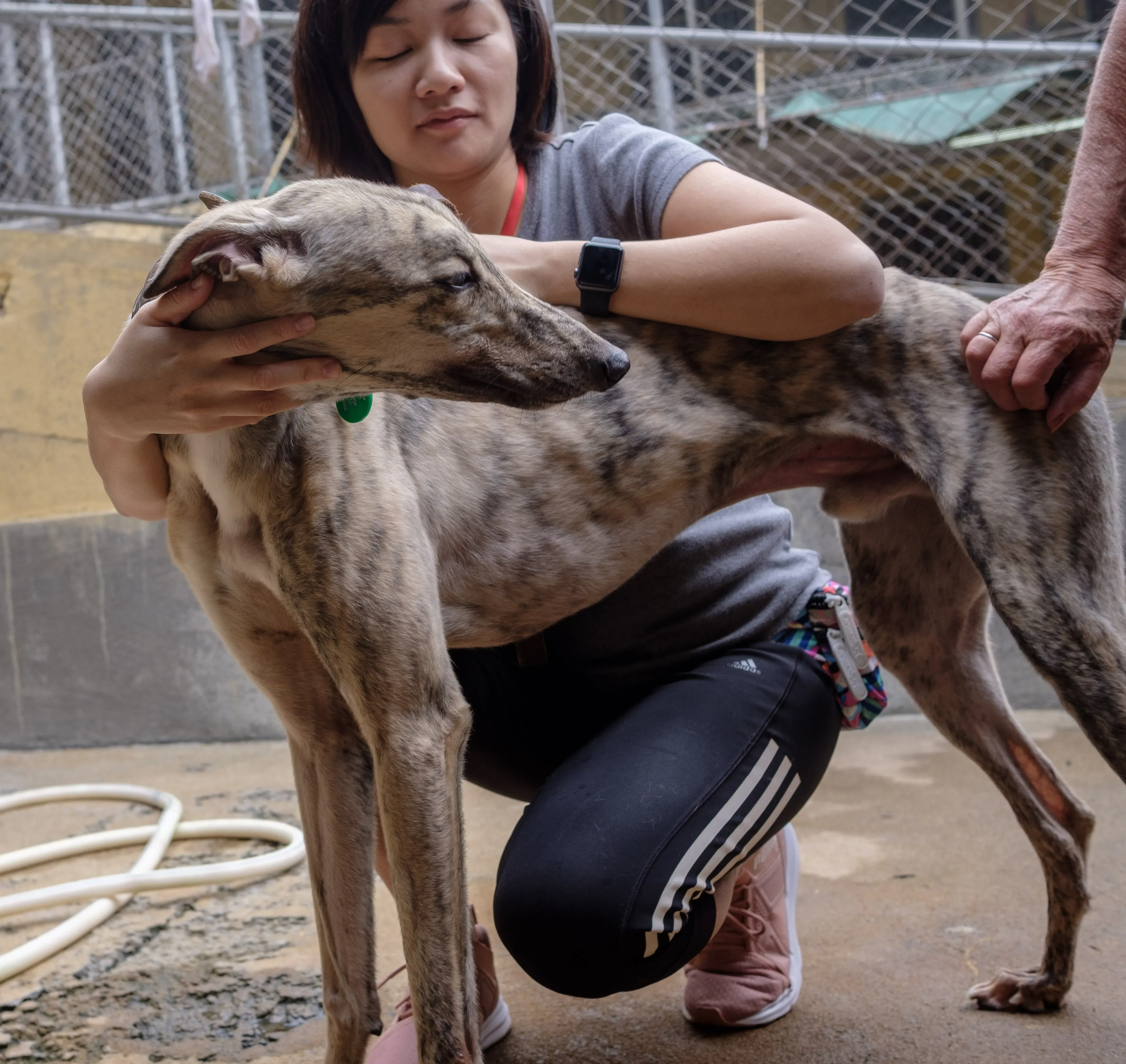 mellow adozione greyhound macao 6