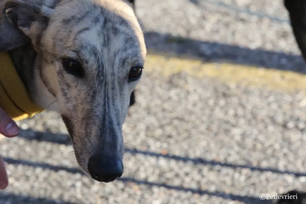 mellow adozione greyhound macao 7 1