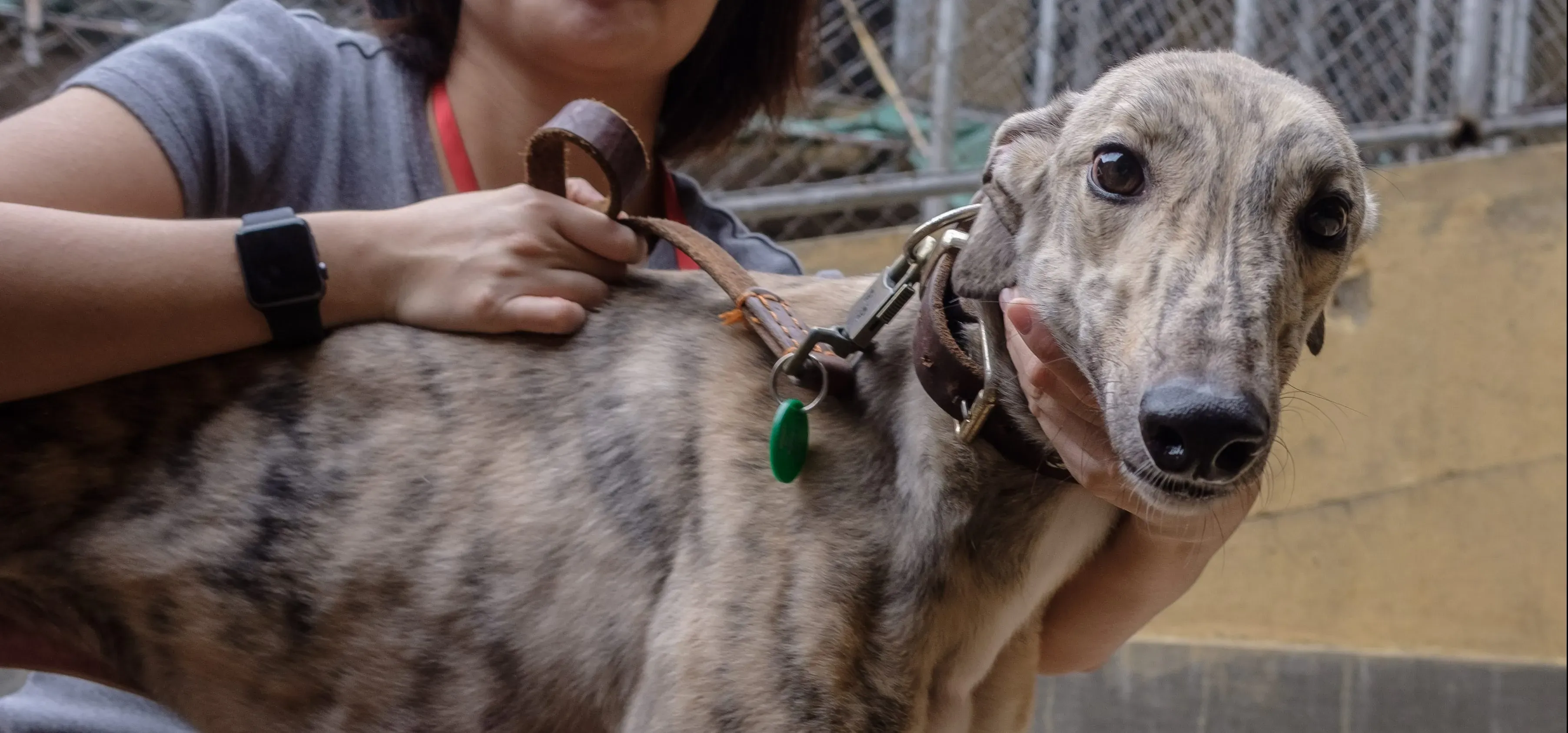 mellow adozione greyhound macao 7 e1543788353115