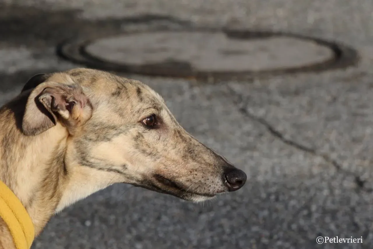 mellow adozione greyhound macao 8 1