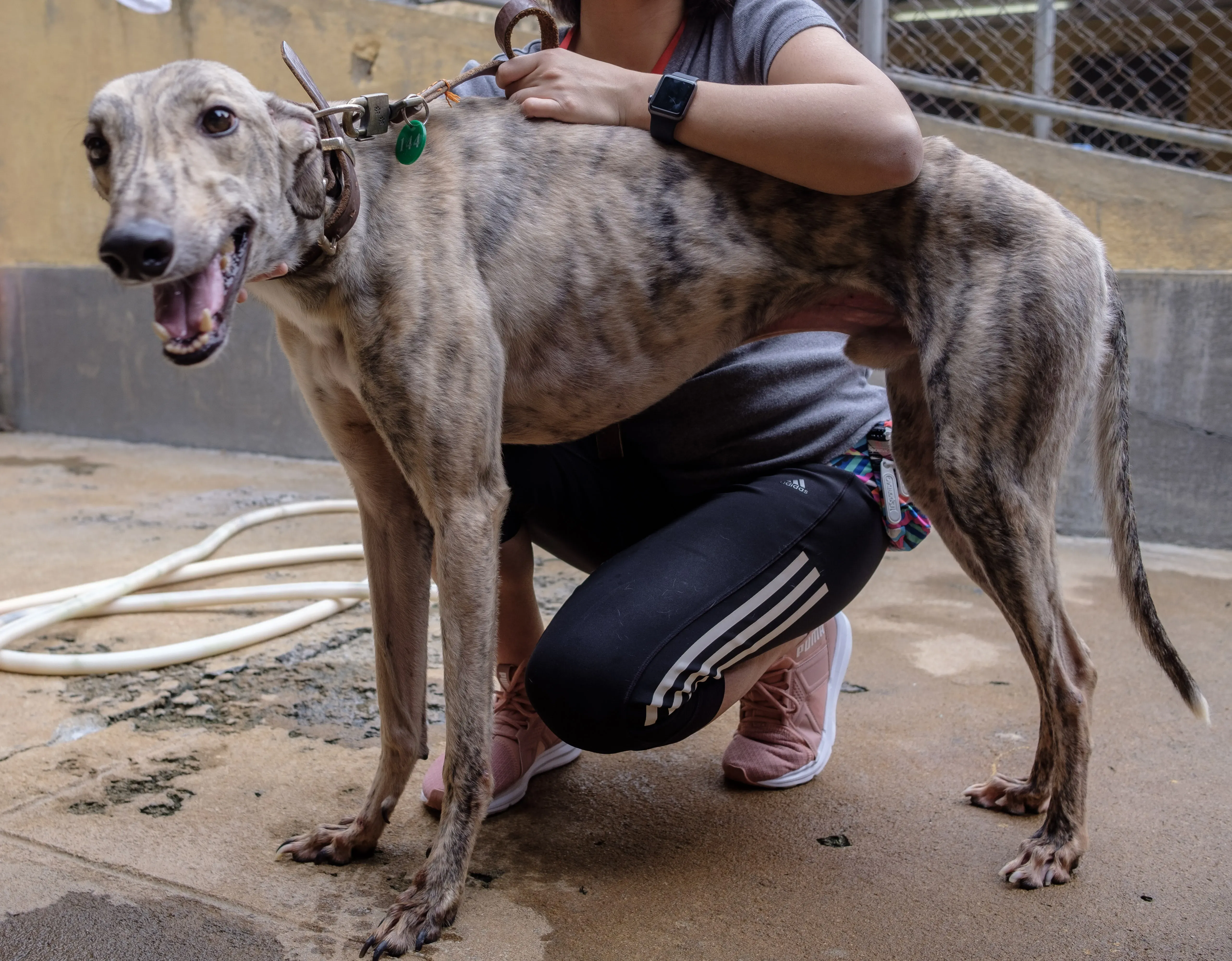 mellow adozione greyhound macao 8