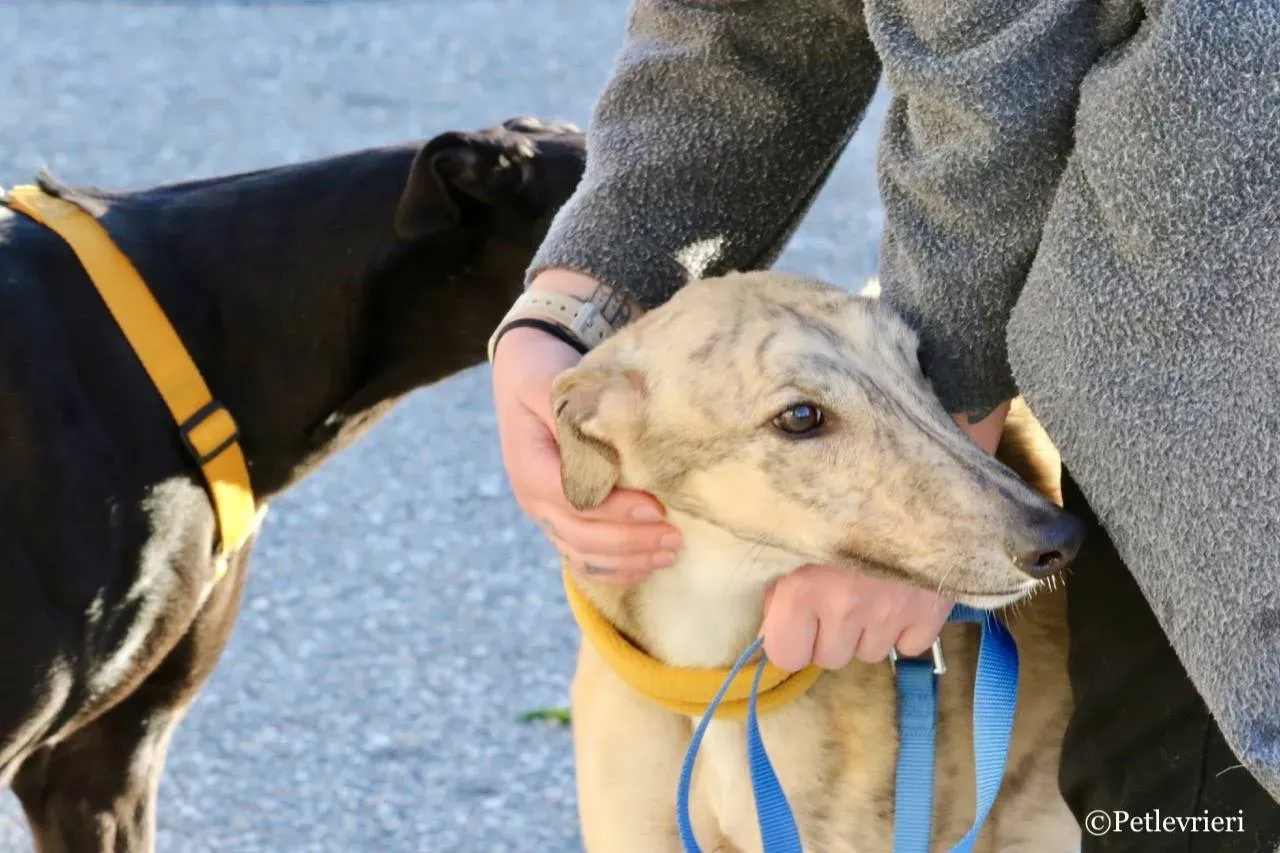 mellow adozione greyhound macao 9 1